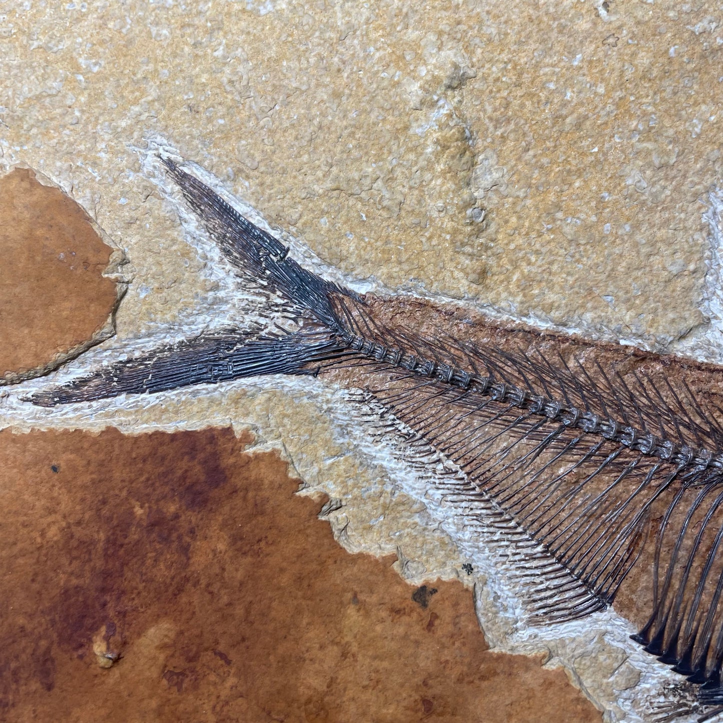 F1564 | Pesce | Diplomystus dentatus