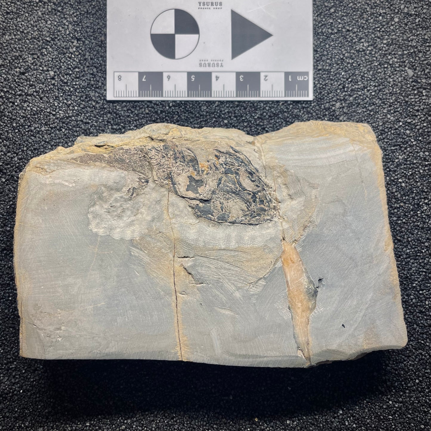 F1345 | Anfibio | Micromelerpeton sp.