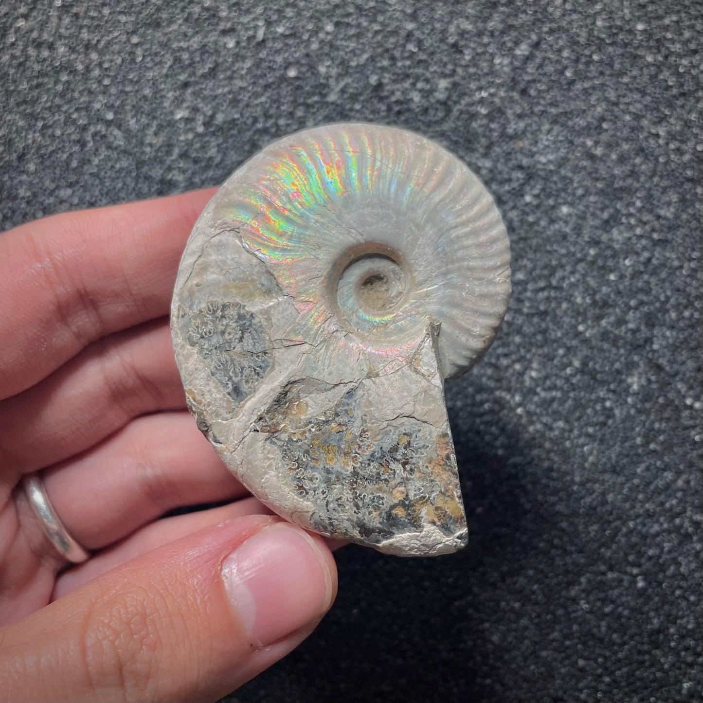F2018 | Ammonite | Cleoniceras sp.
