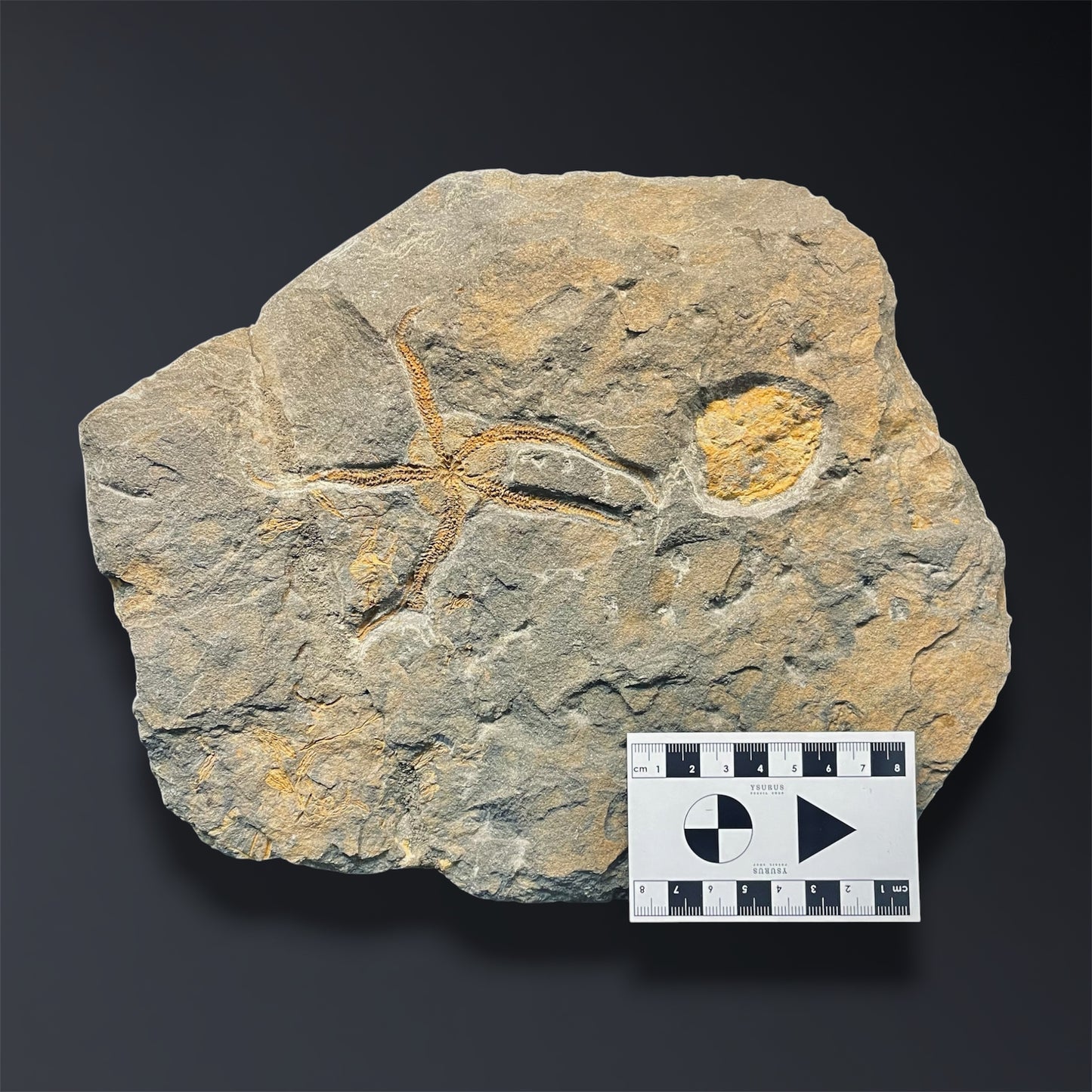 F2803 | Stella marina | Ophiuridae indet.
