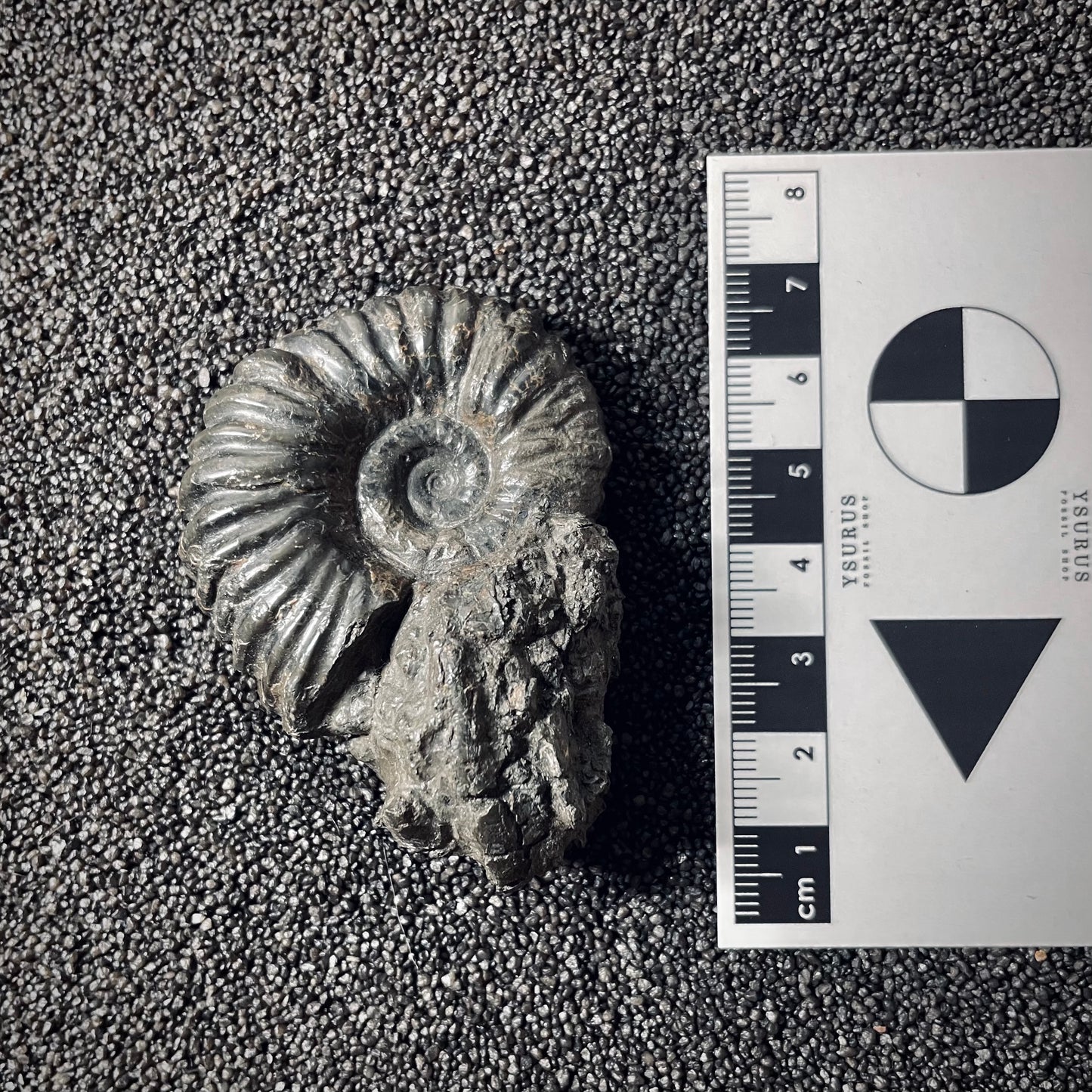 F2556 | Ammonite | Pachylytoceras hircinum