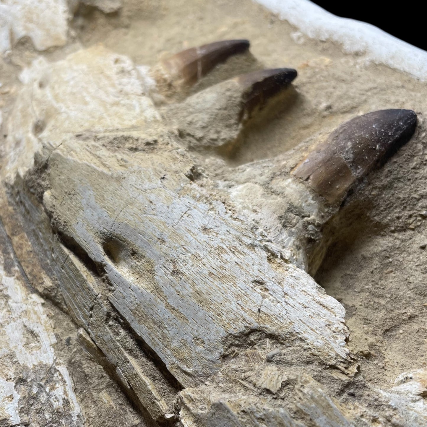 F1984 | Mosasauro | Prognathodon sp.