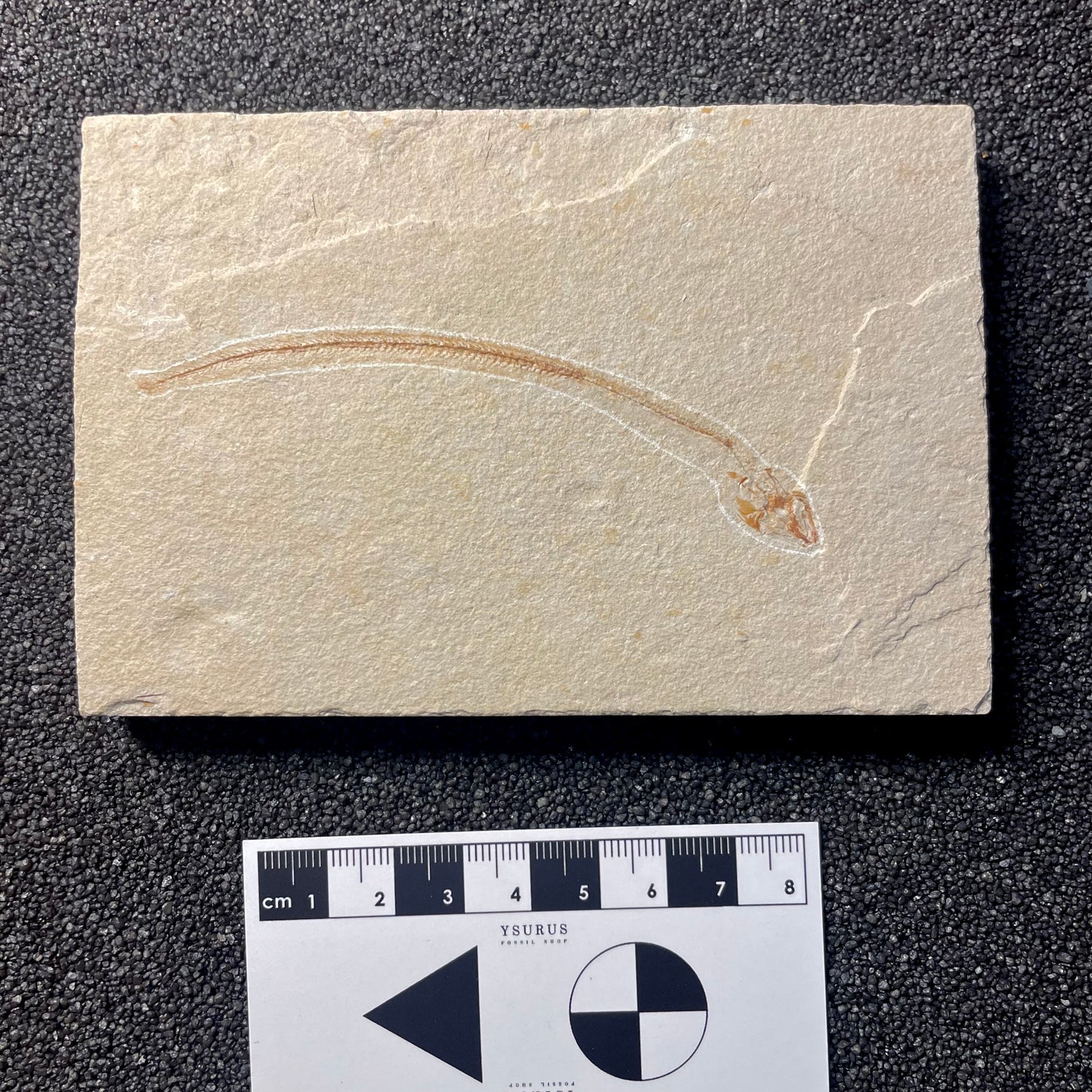 F2063 | Pesce | Hayenchelys germanus