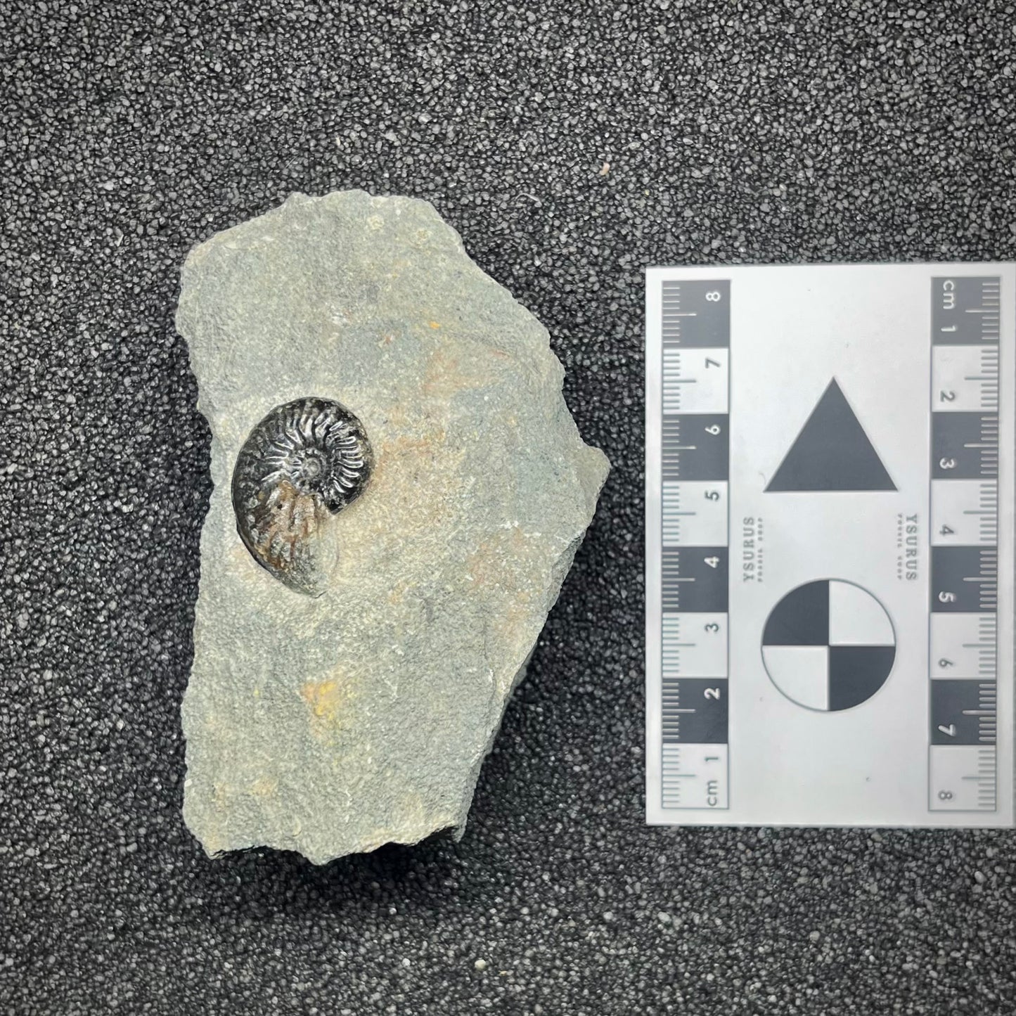 F2904 | Ammonite | Graphoceras sp.