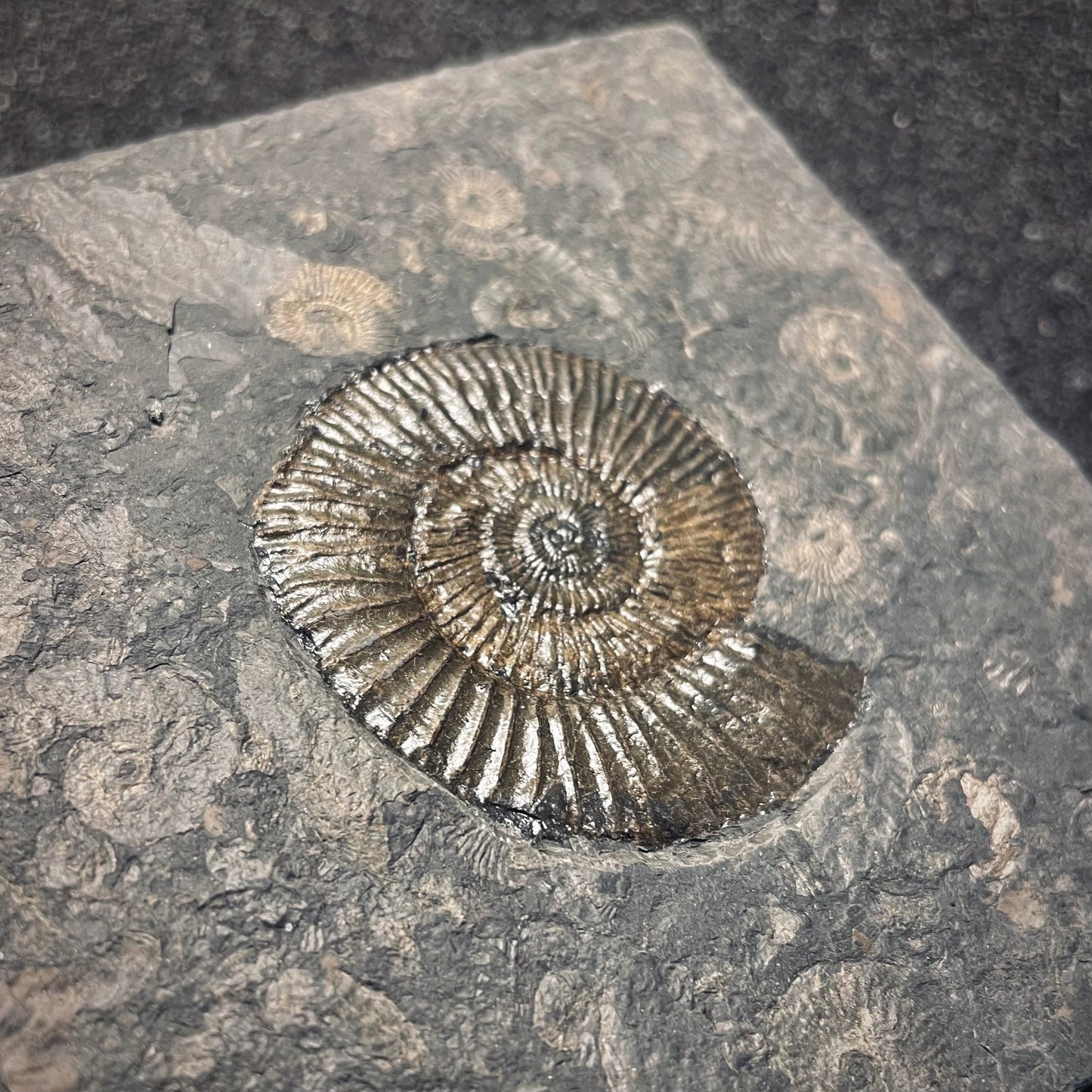 F1978 | Ammonite | Dactylioceras commune
