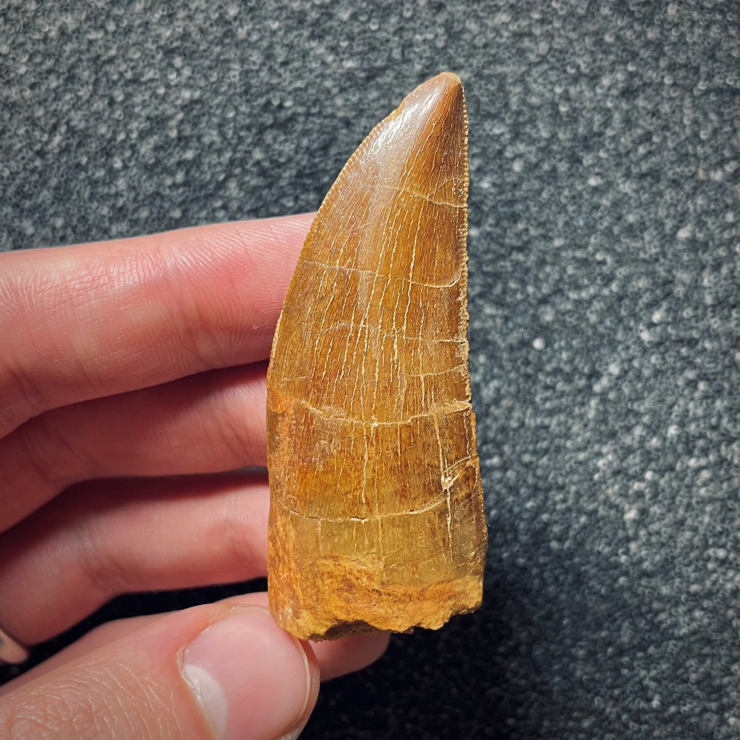 F1558 | Dinosauro | Carcharodontosaurus saharicus