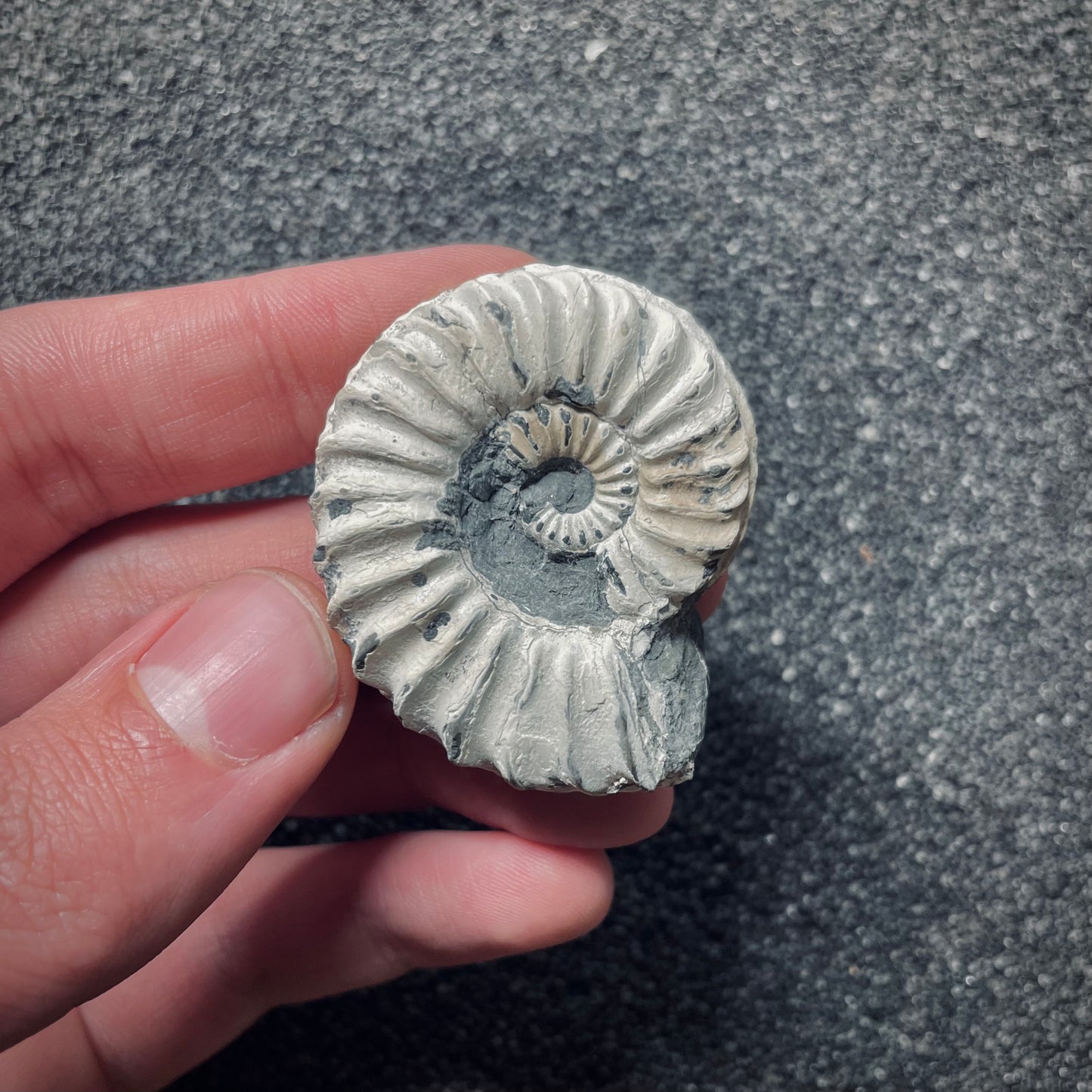 F1752 | Ammonite | Pleuroceras spinatum