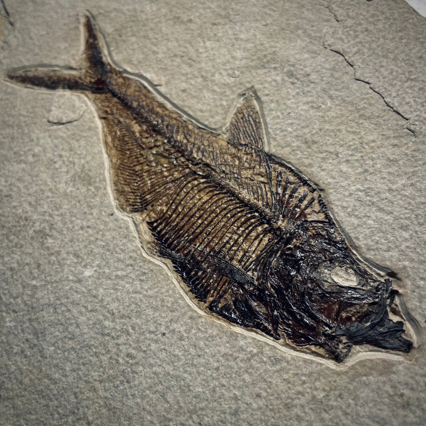 F1962 | Pesce | Diplomystus dentatus