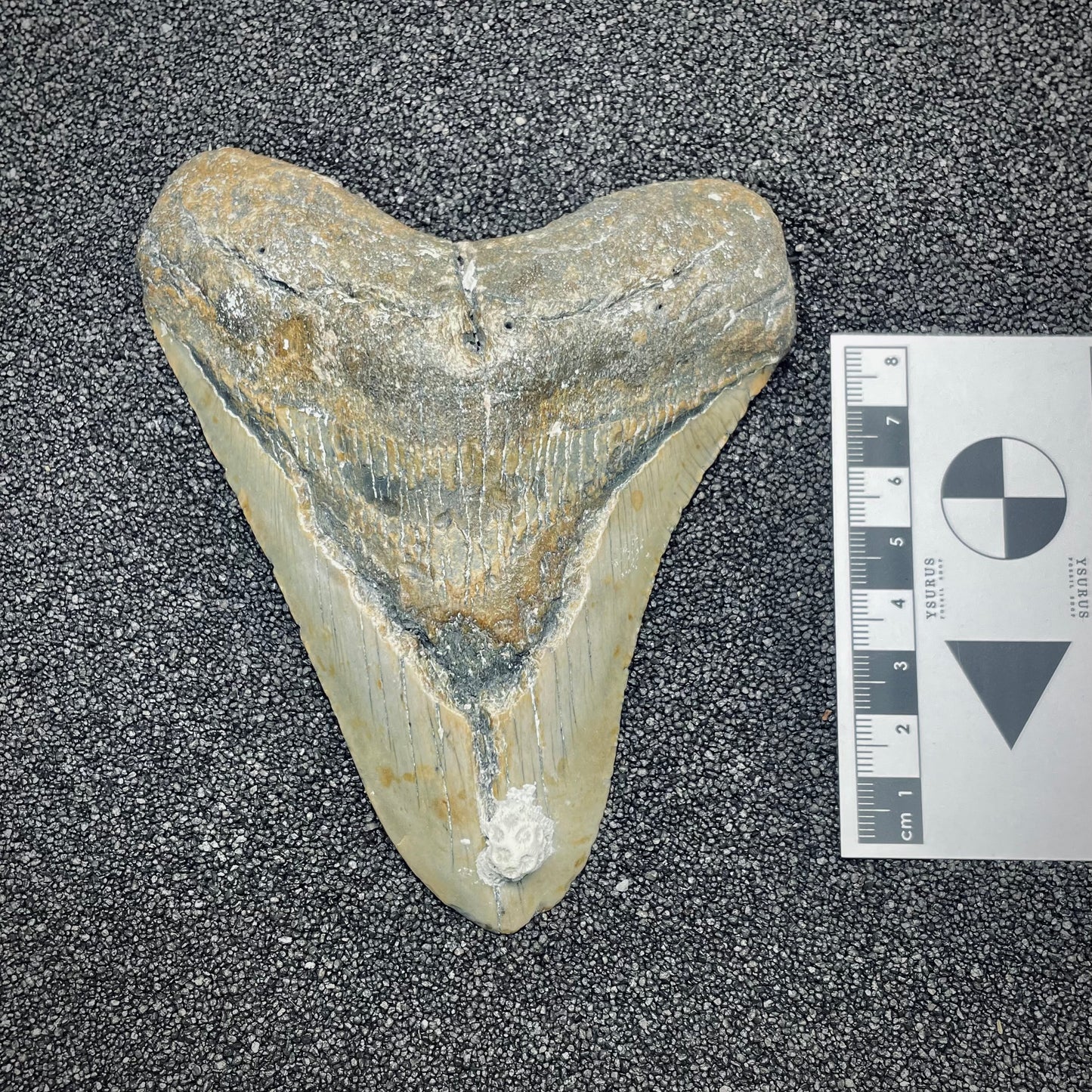 F2628 | Squalo | Otodus megalodon