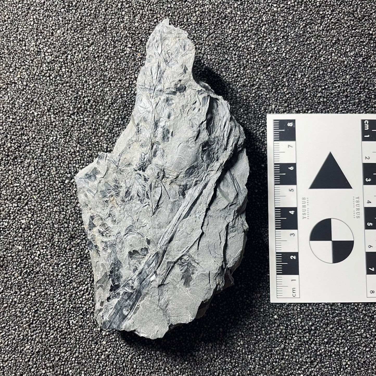 F2488 | Pianta | Palmatopteris sarana