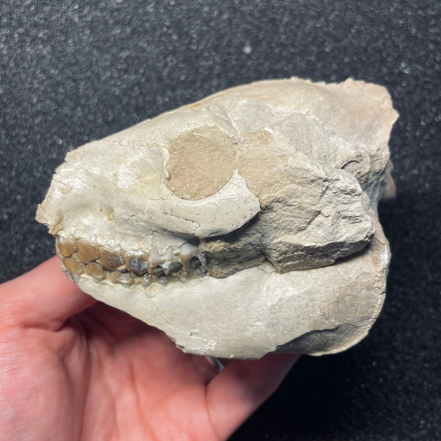 F1562 | Oreodonte | Merycoidodon sp.