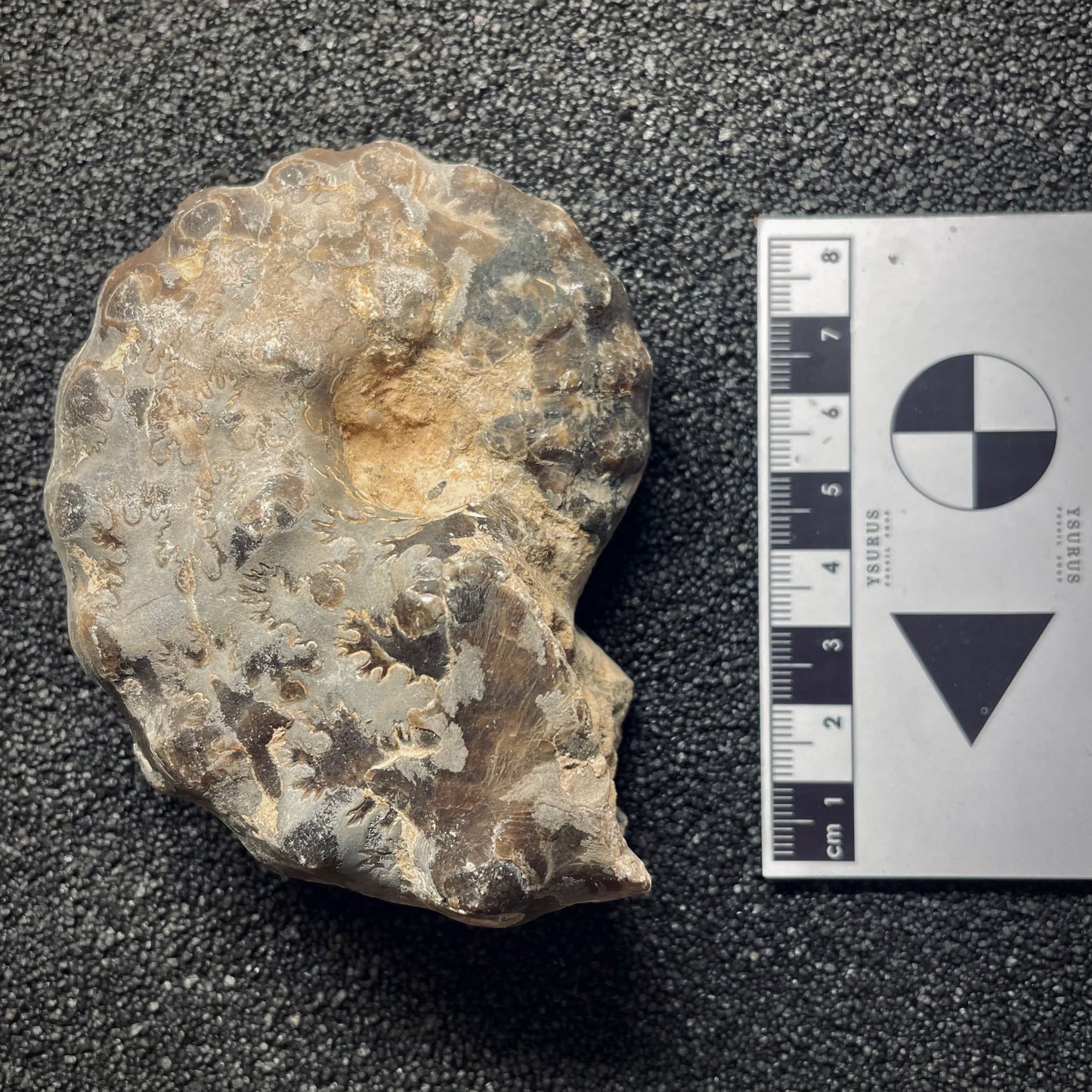 F1973 | Ammonite | Mammites nodosoides