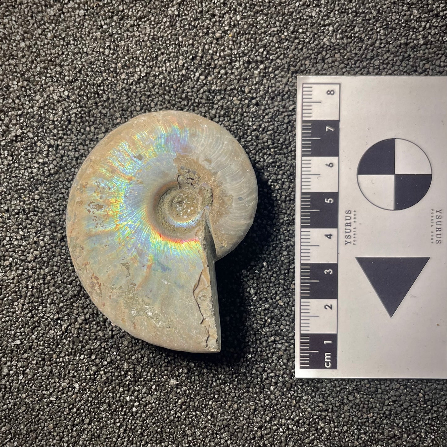 F2155 | Ammonite | Cleoniceras sp.