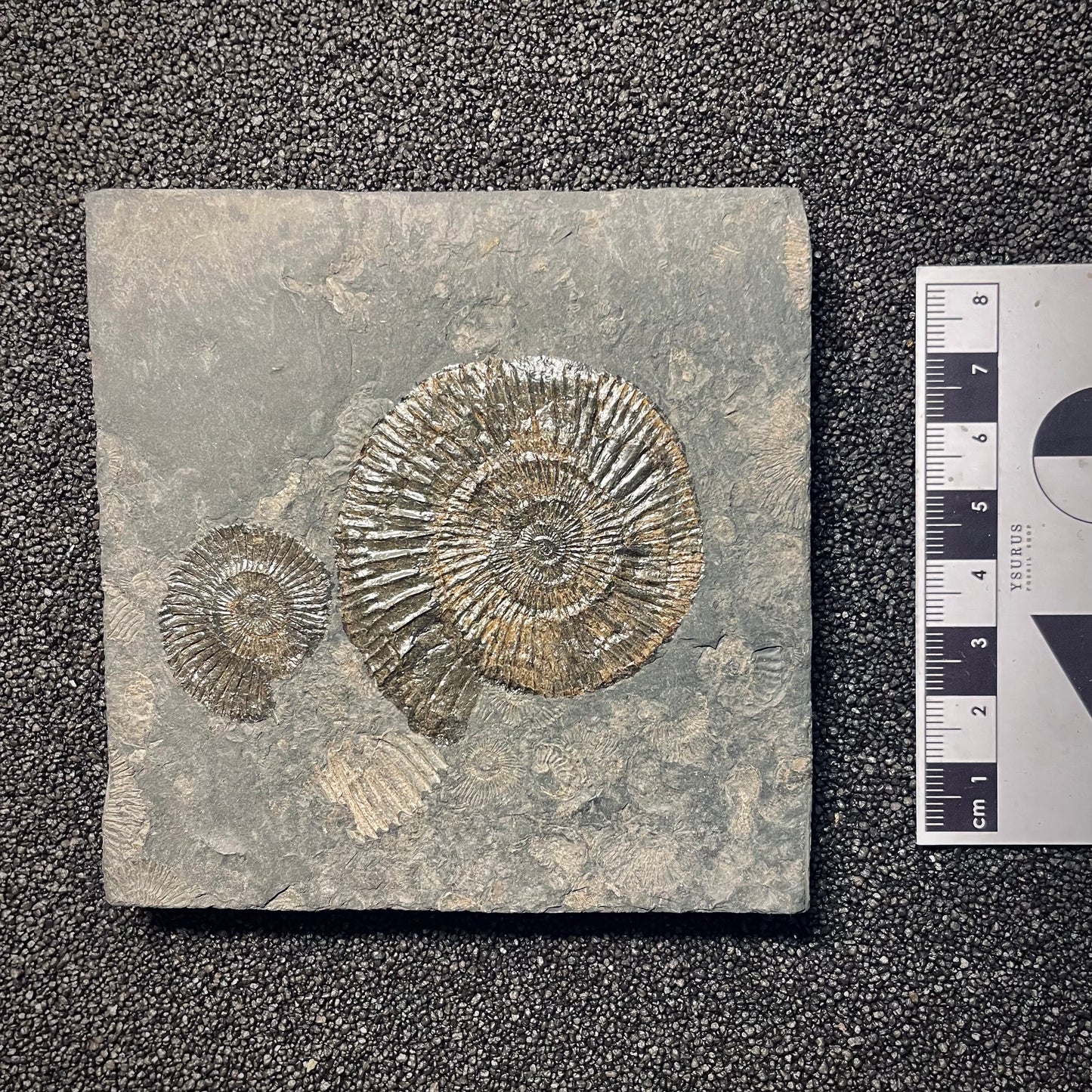 F1979 | Ammonite | Dactylioceras commune