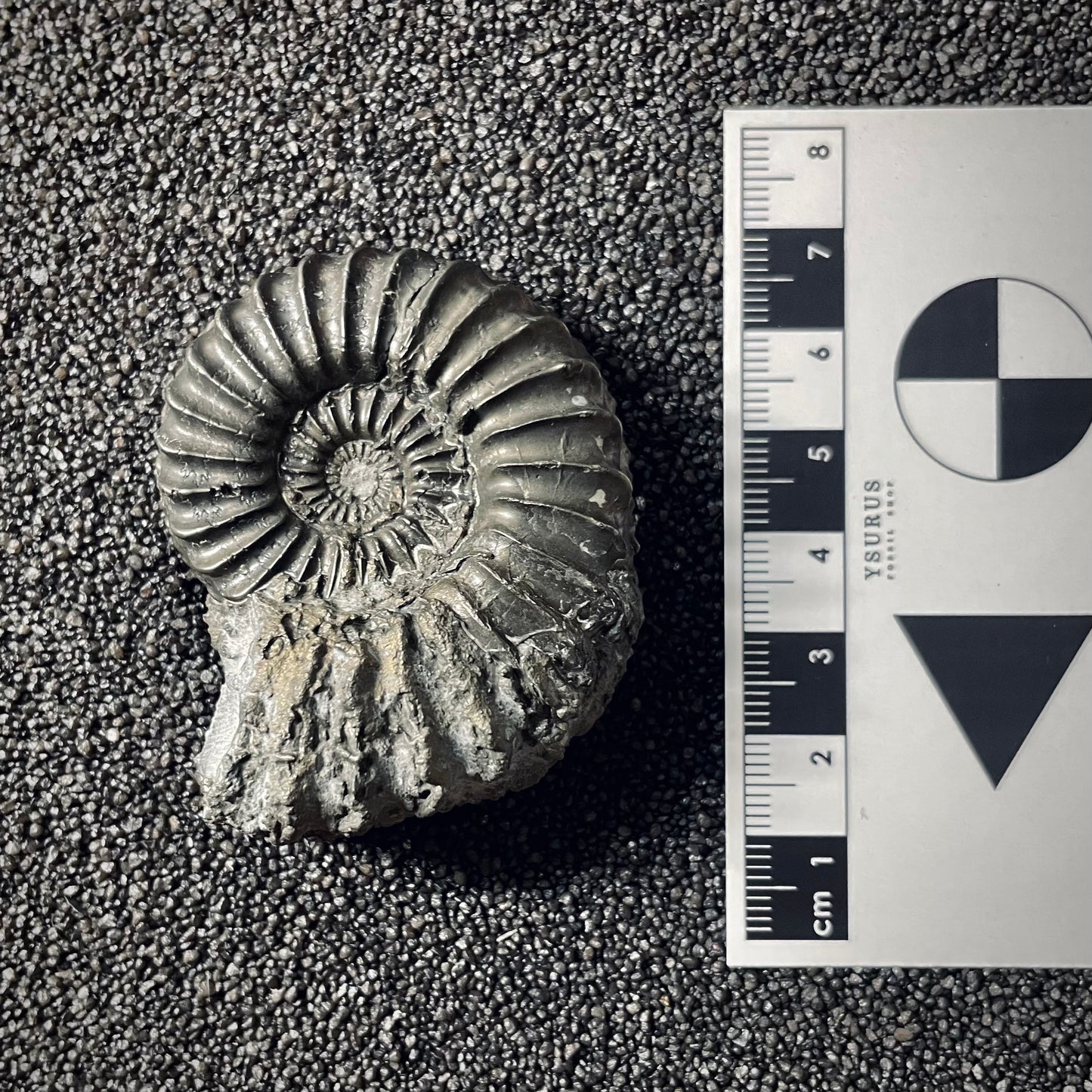 F2562 | Ammonite | Pleuroceras spinatum