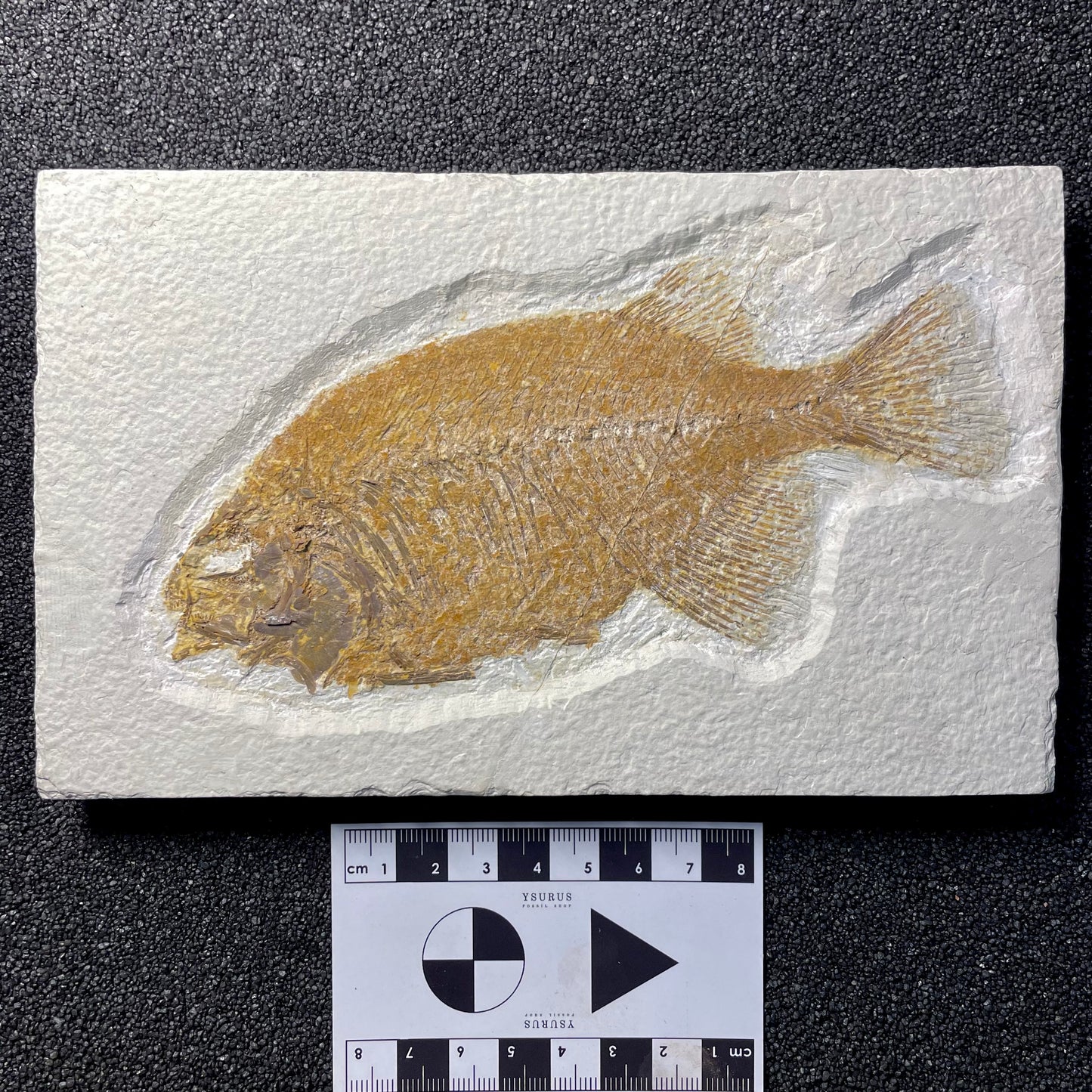 F2064 | Pesce | Phareodus sp.