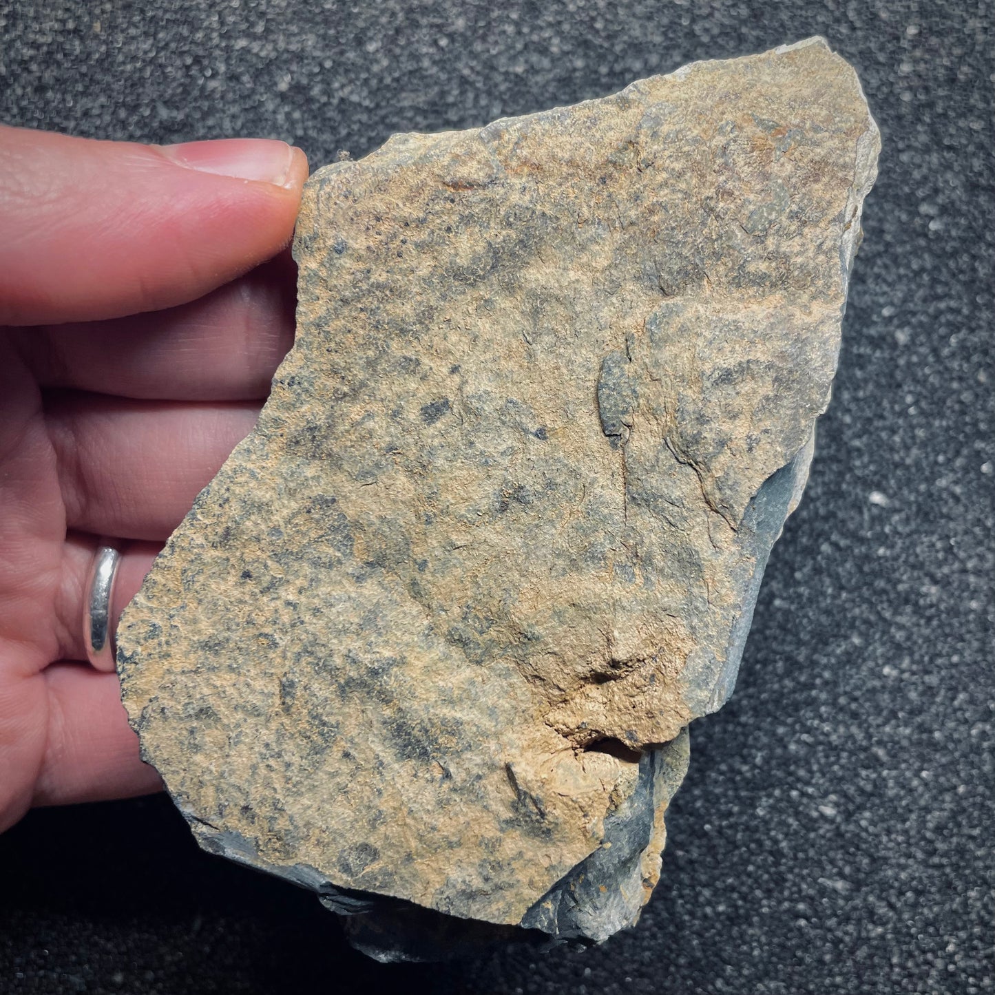 F1598 | Trilobite | Ectillaenus giganteus