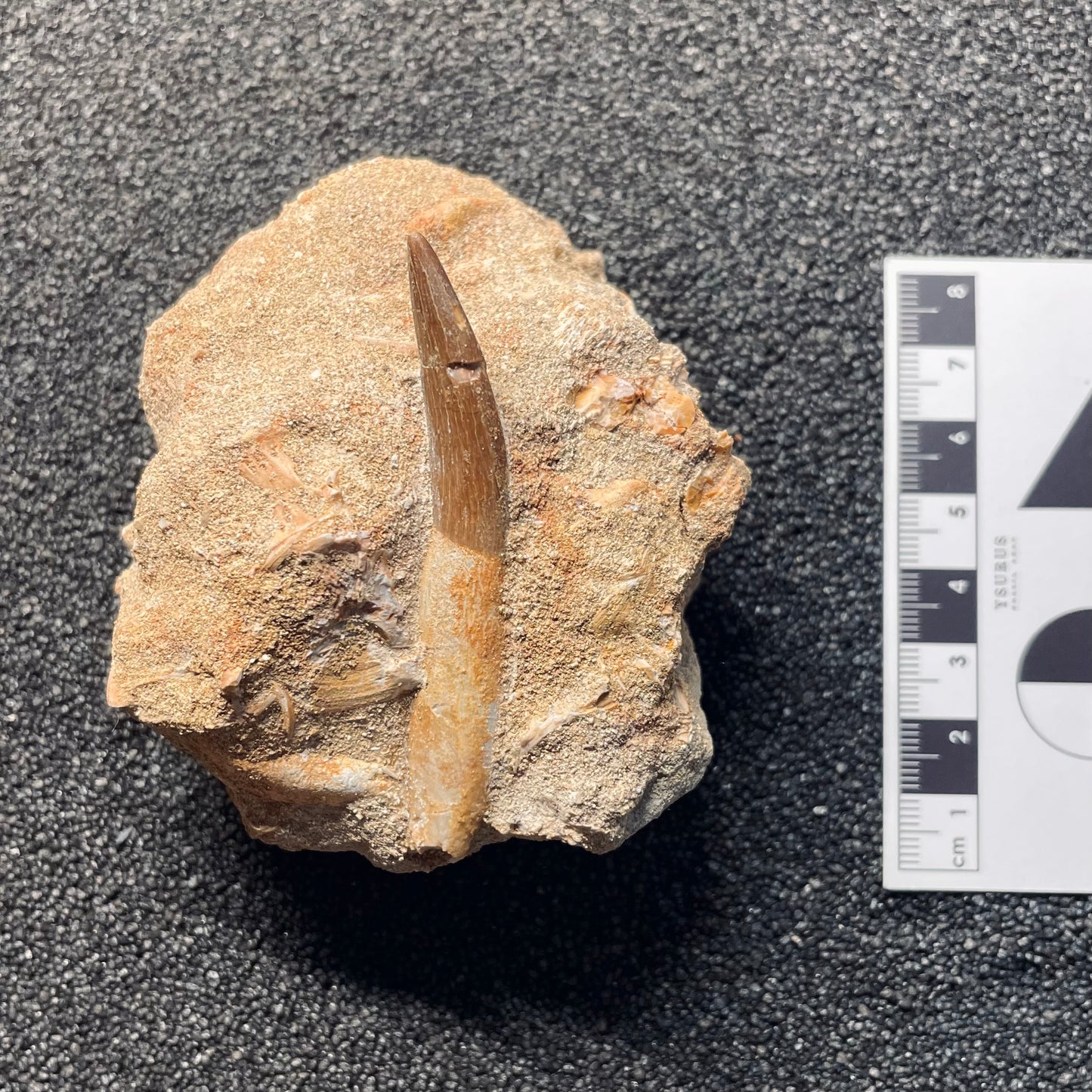 F2126 | Elasmosauro | Zarafasaura oceanis