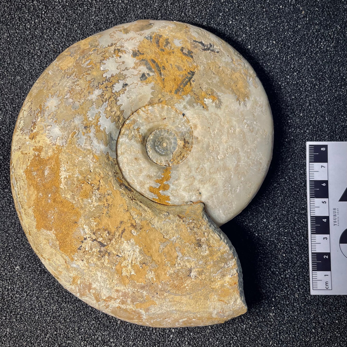 F1971 | Ammonite | Harpoceras falcifer