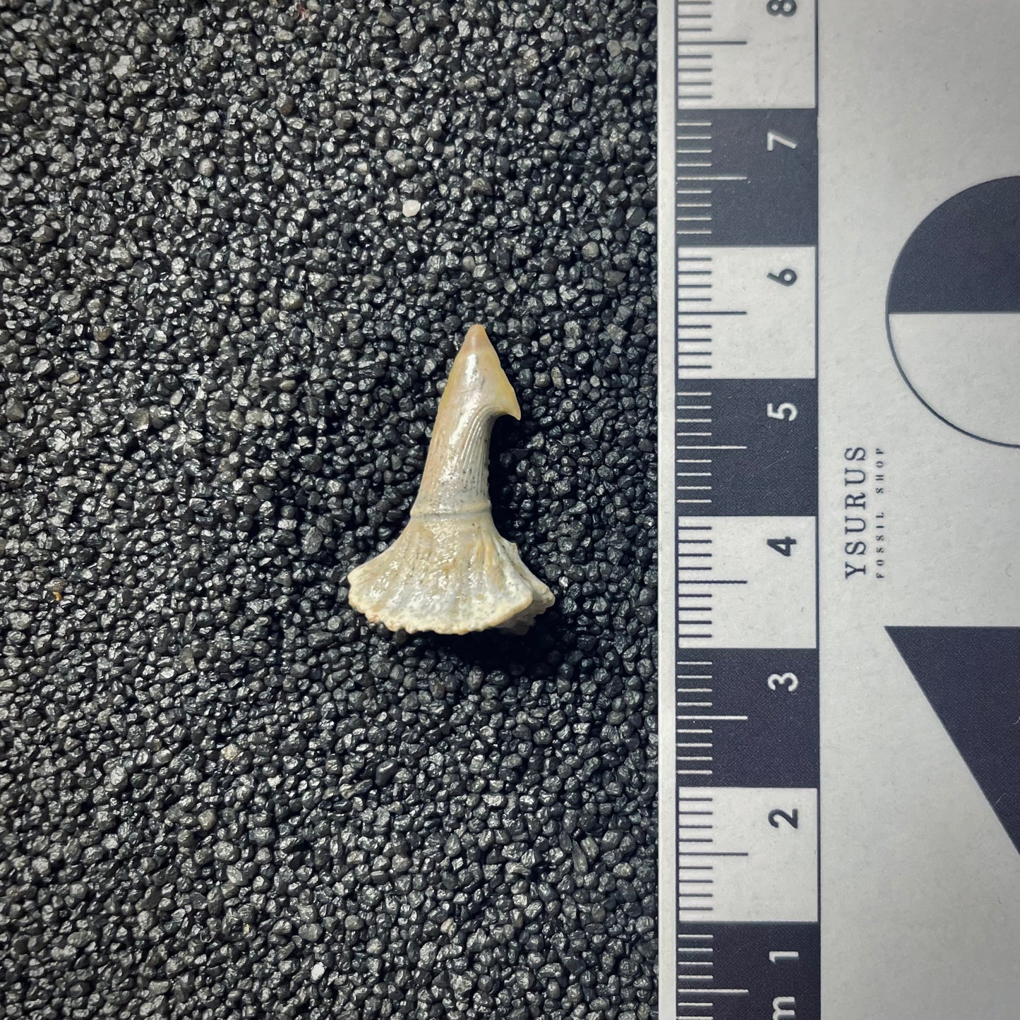 F1703 | Pesce | Onchopristis sp.