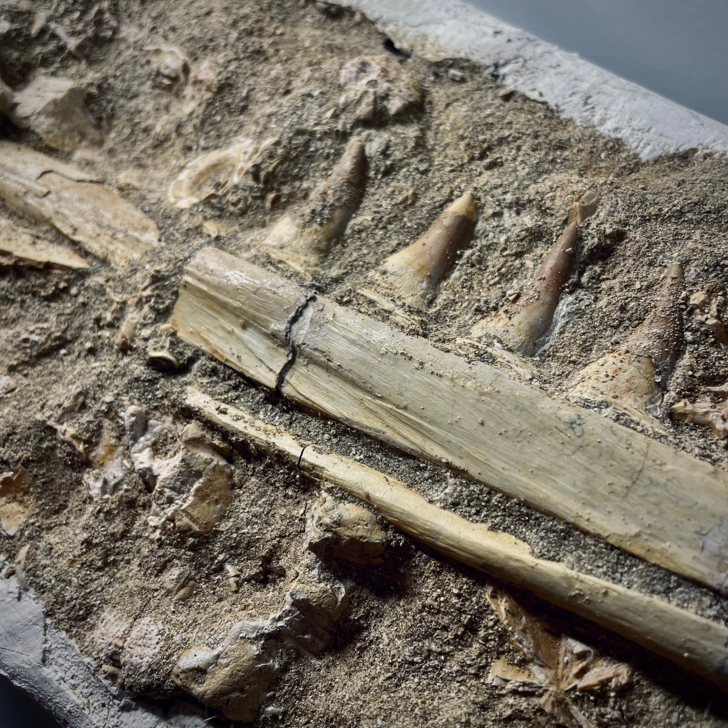 FNP22 | Fossile da preparare | Mosasauro | Mosasauridae indet.