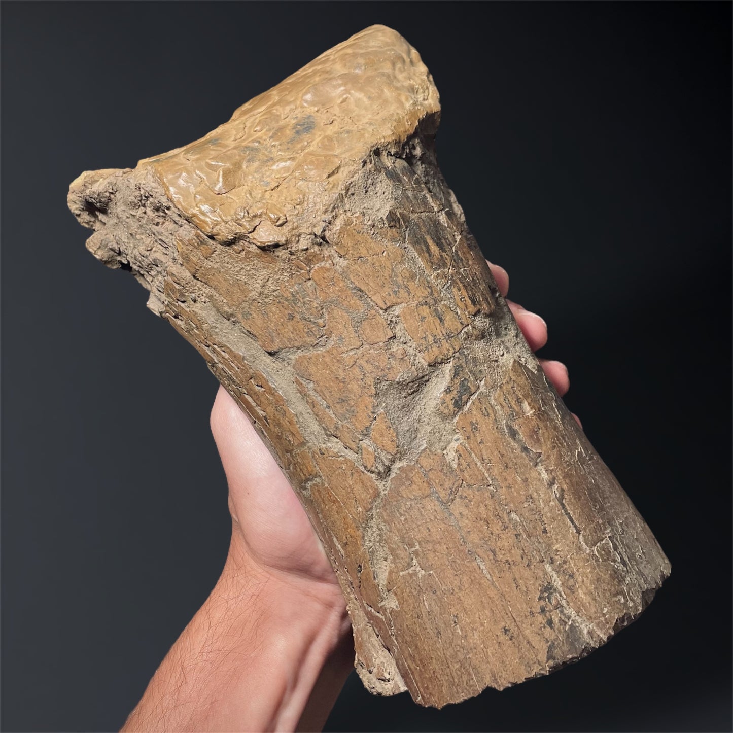 F2025 | Dinosauro | Edmontosaurus sp.
