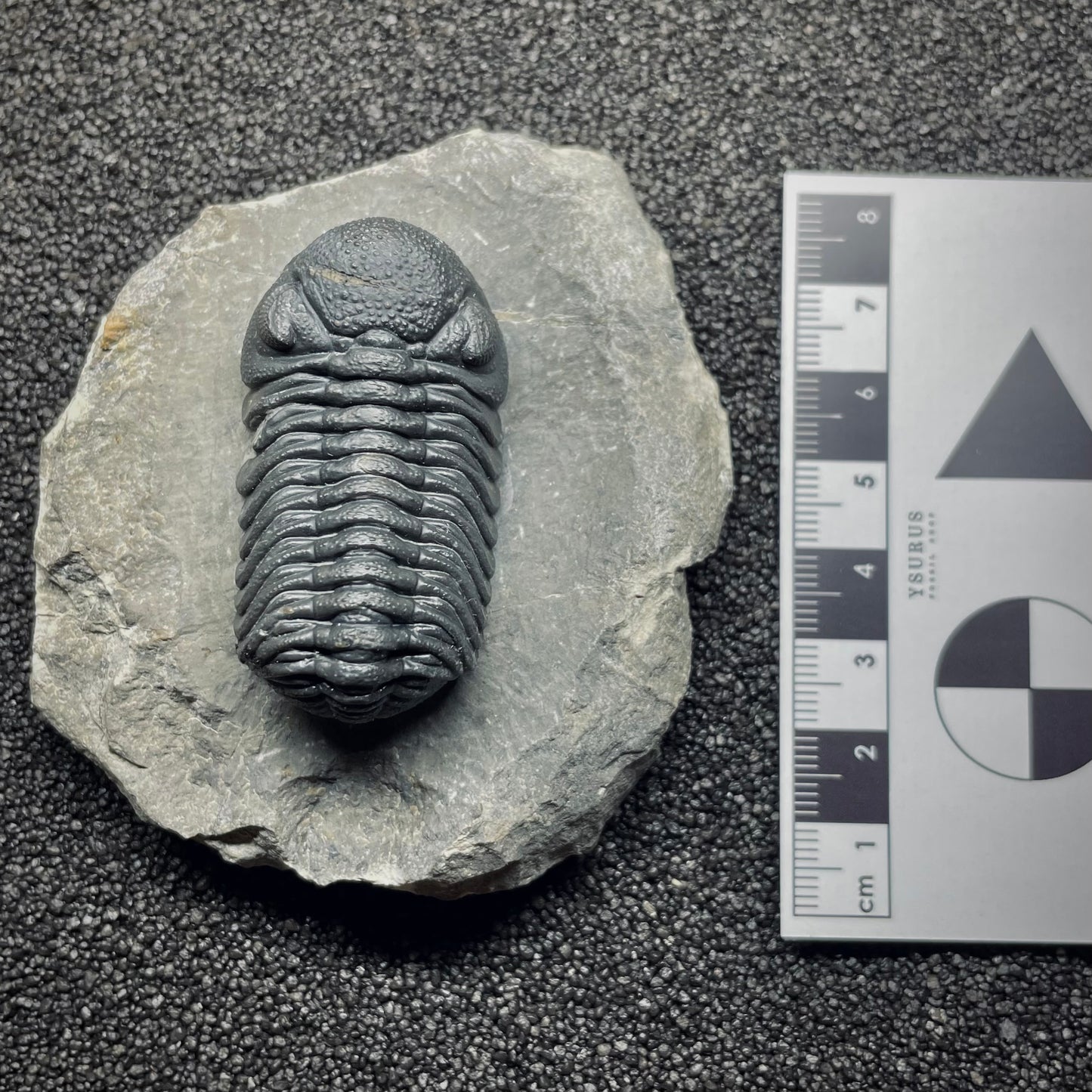 F1892 | Trilobite | Phacopidae indet.