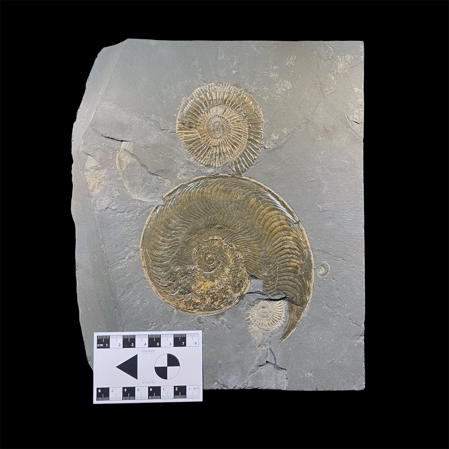 F2788 | Ammonite | Dactylioceras commune & Harpoceras falcifer