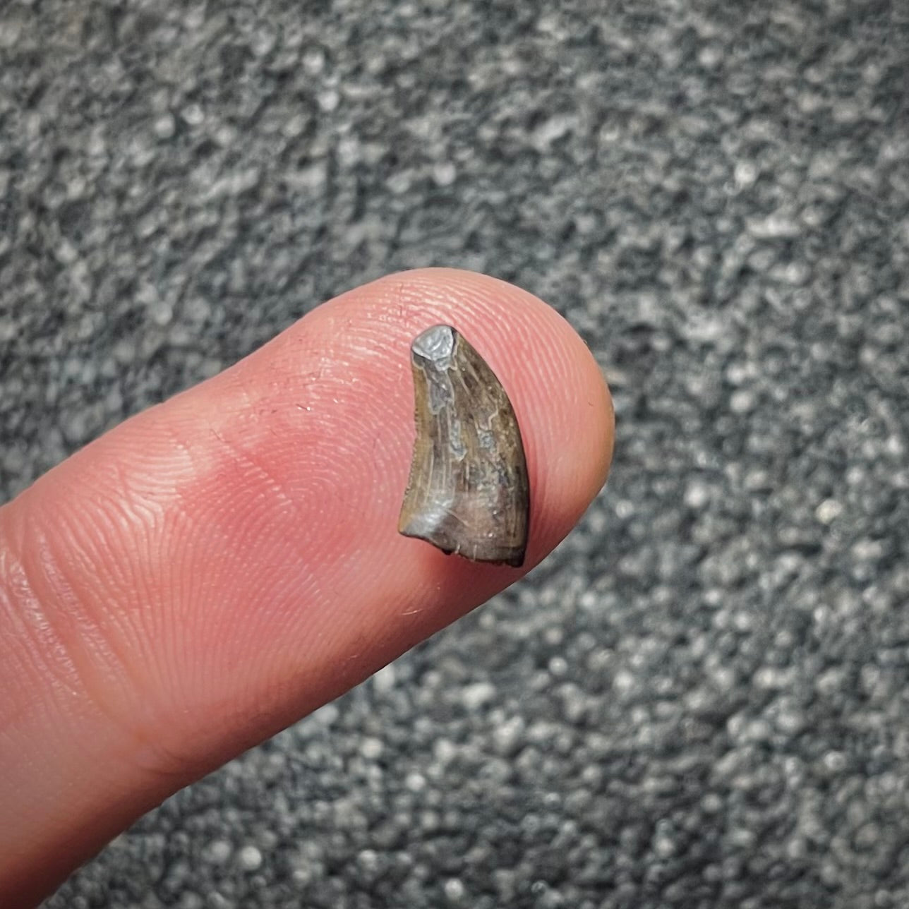 F2027 | Dinosauro | Dromaeosauridae indet.
