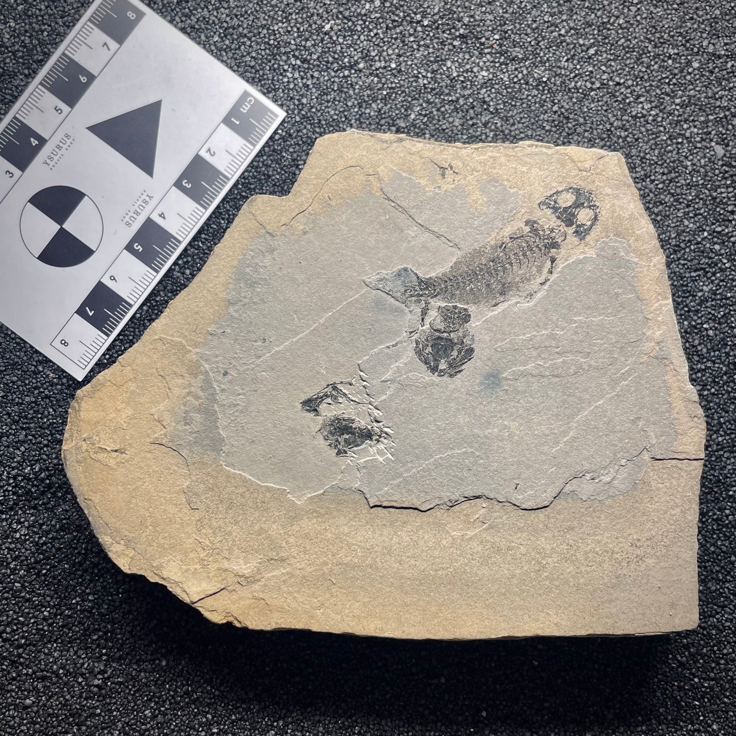 F1344 | Anfibio | Branchiosauridae indet.