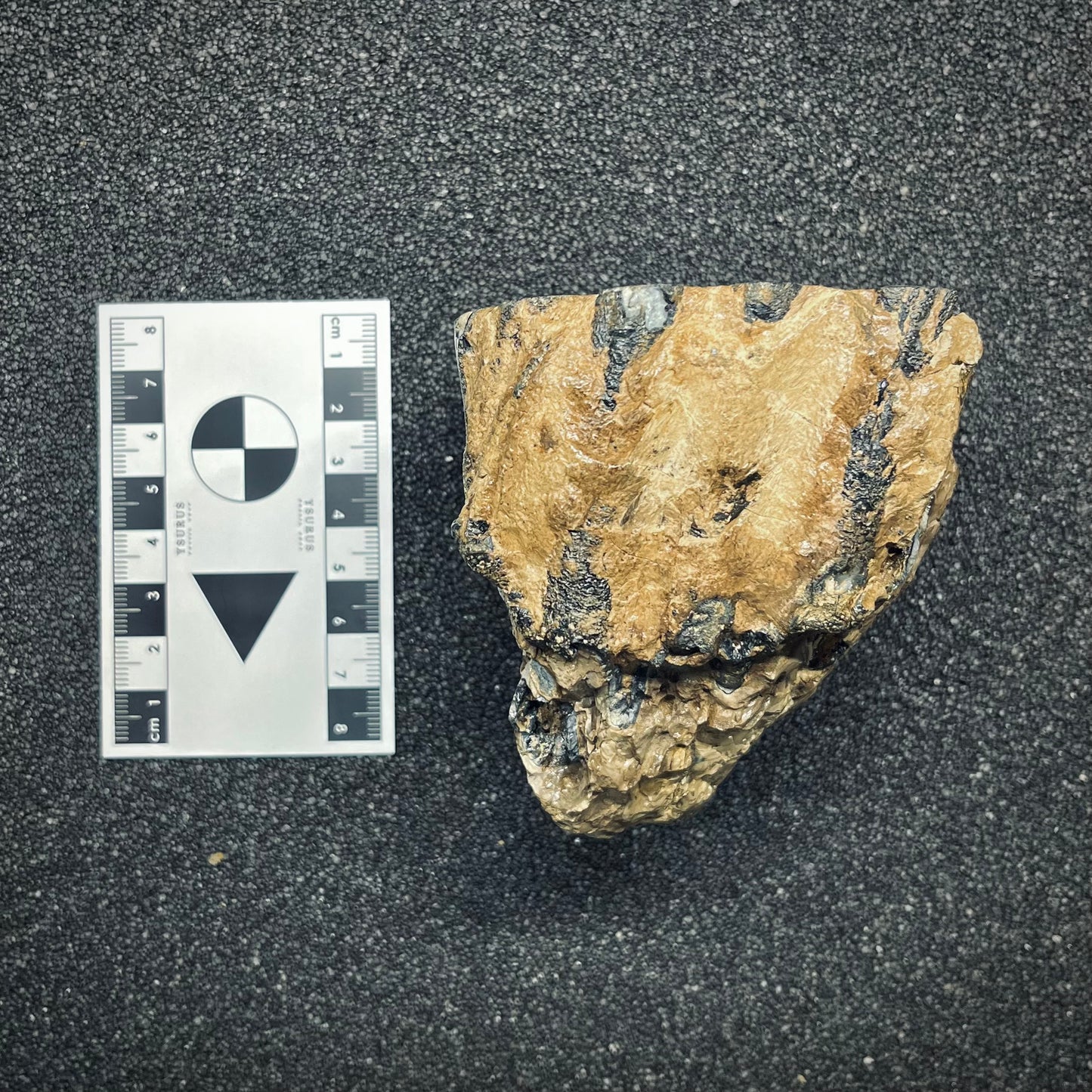 F2783 | Mammut | Mammuthus sp.