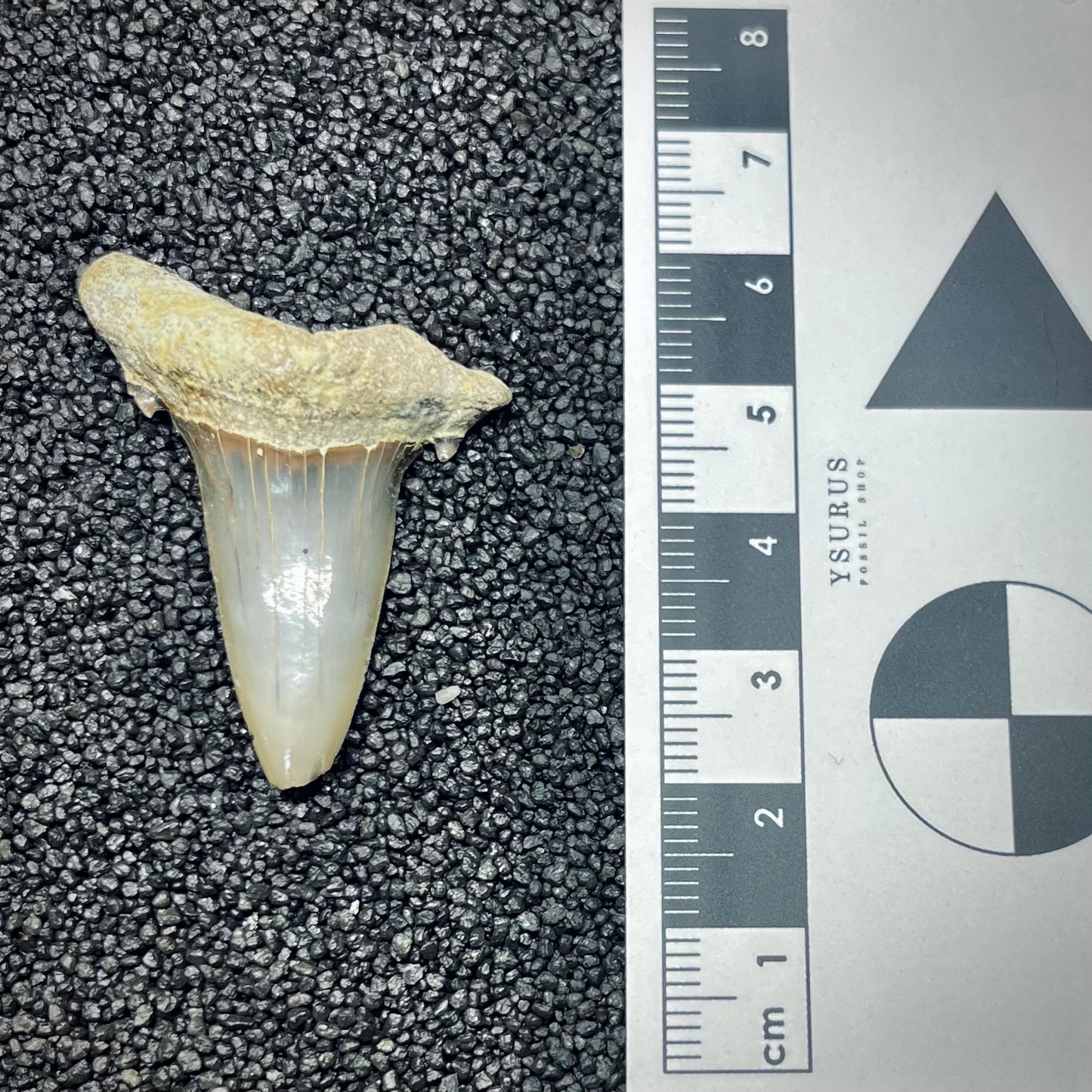 F2738 | Squalo | Odontaspididae indet.