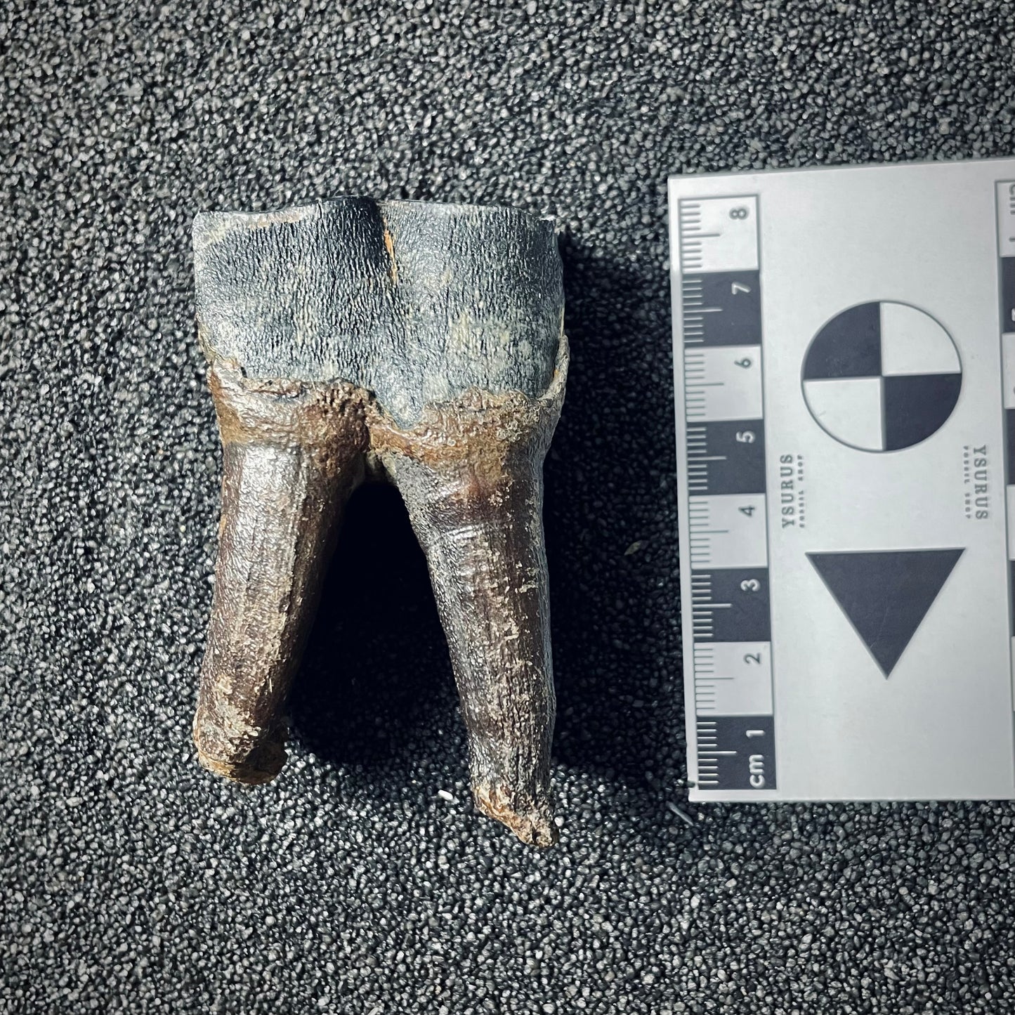 F1652 | Rinoceronte lanoso | Coelodonta sp.