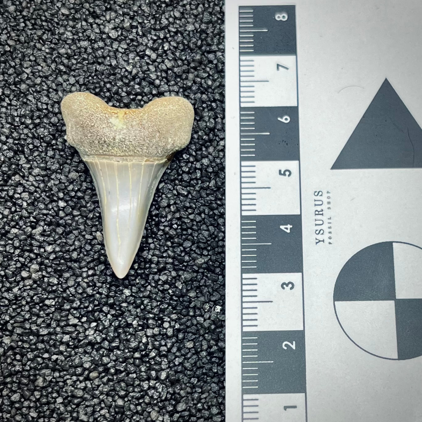F2745 | Squalo | Carcharodon planus
