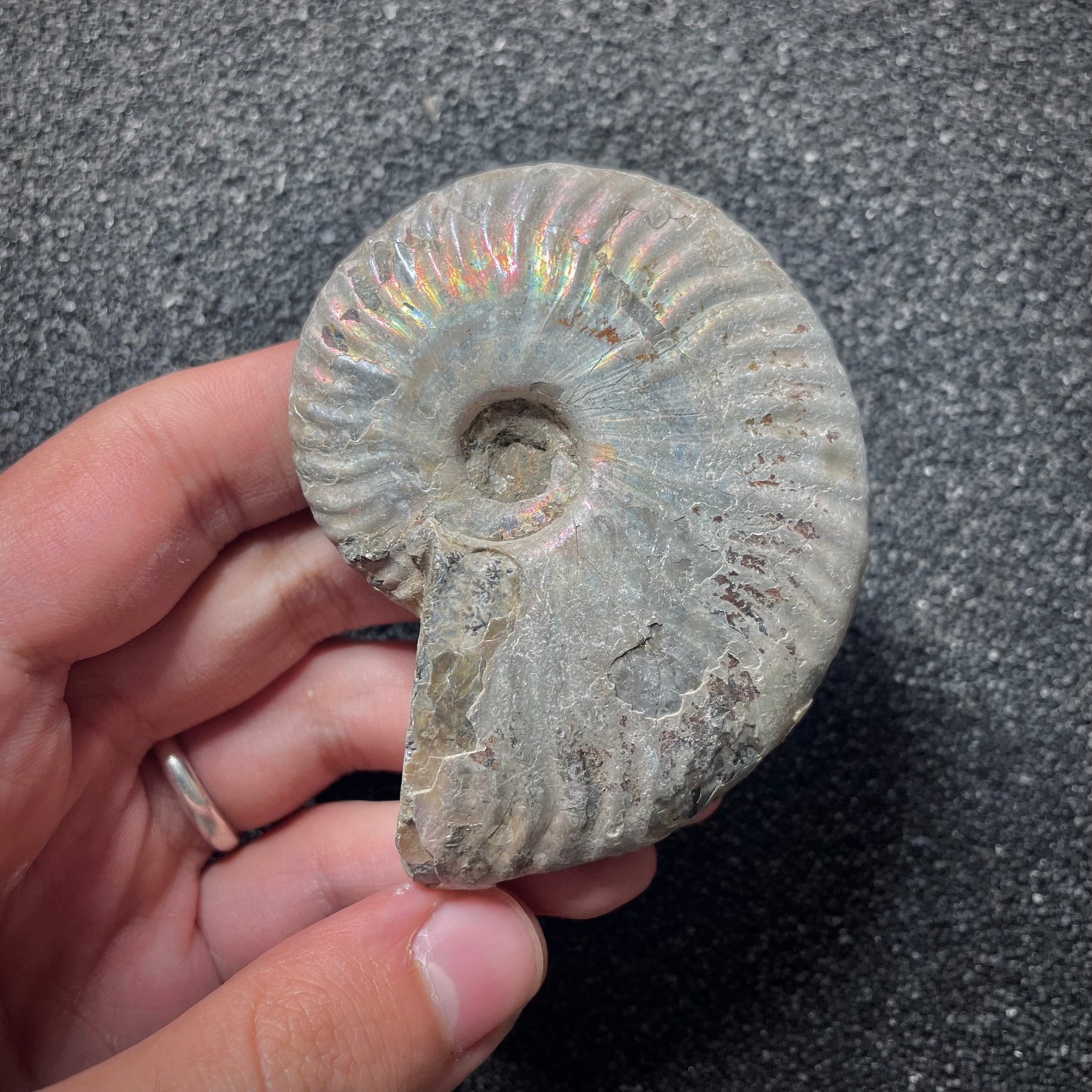 F2015 | Ammonite | Cleoniceras sp.