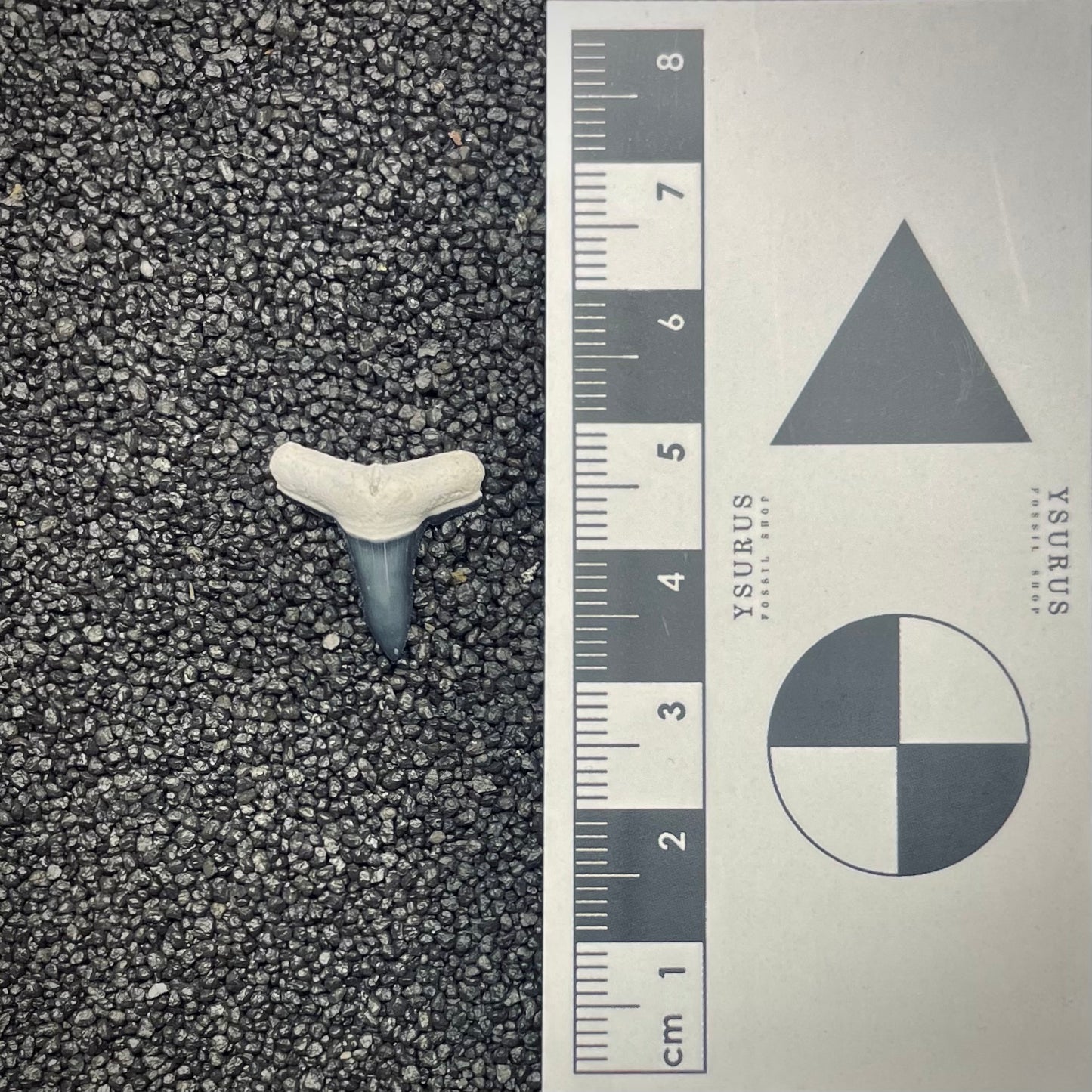 F2643 | Squalo | Negaprion sp.
