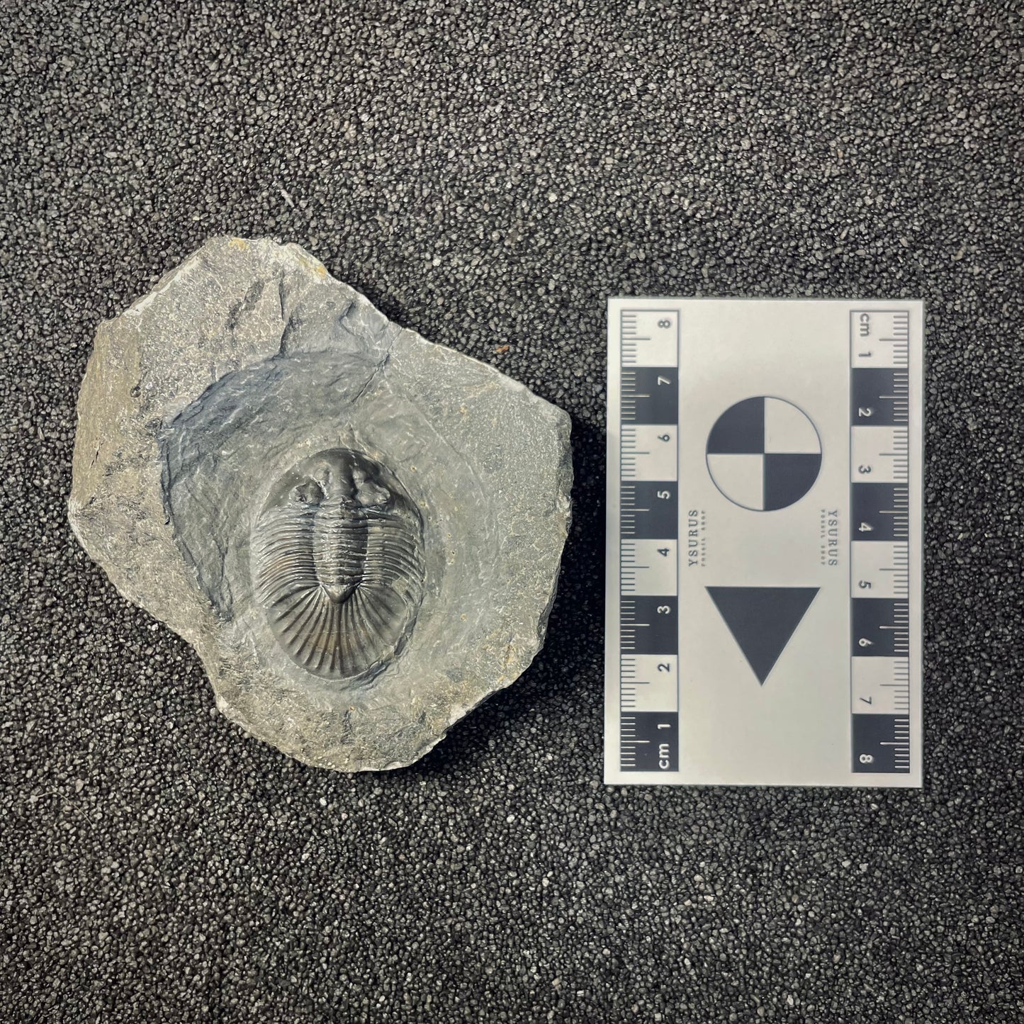 F2614 | Trilobite | Scabriscutellum sp.