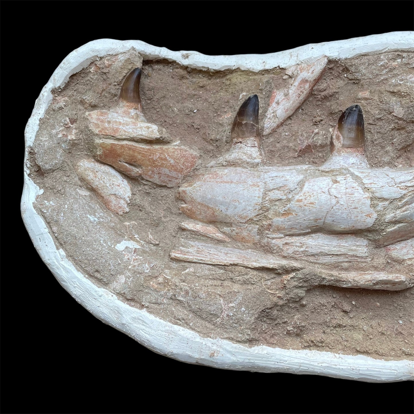 F1198 | Mosasauro | Prognathodon sp.