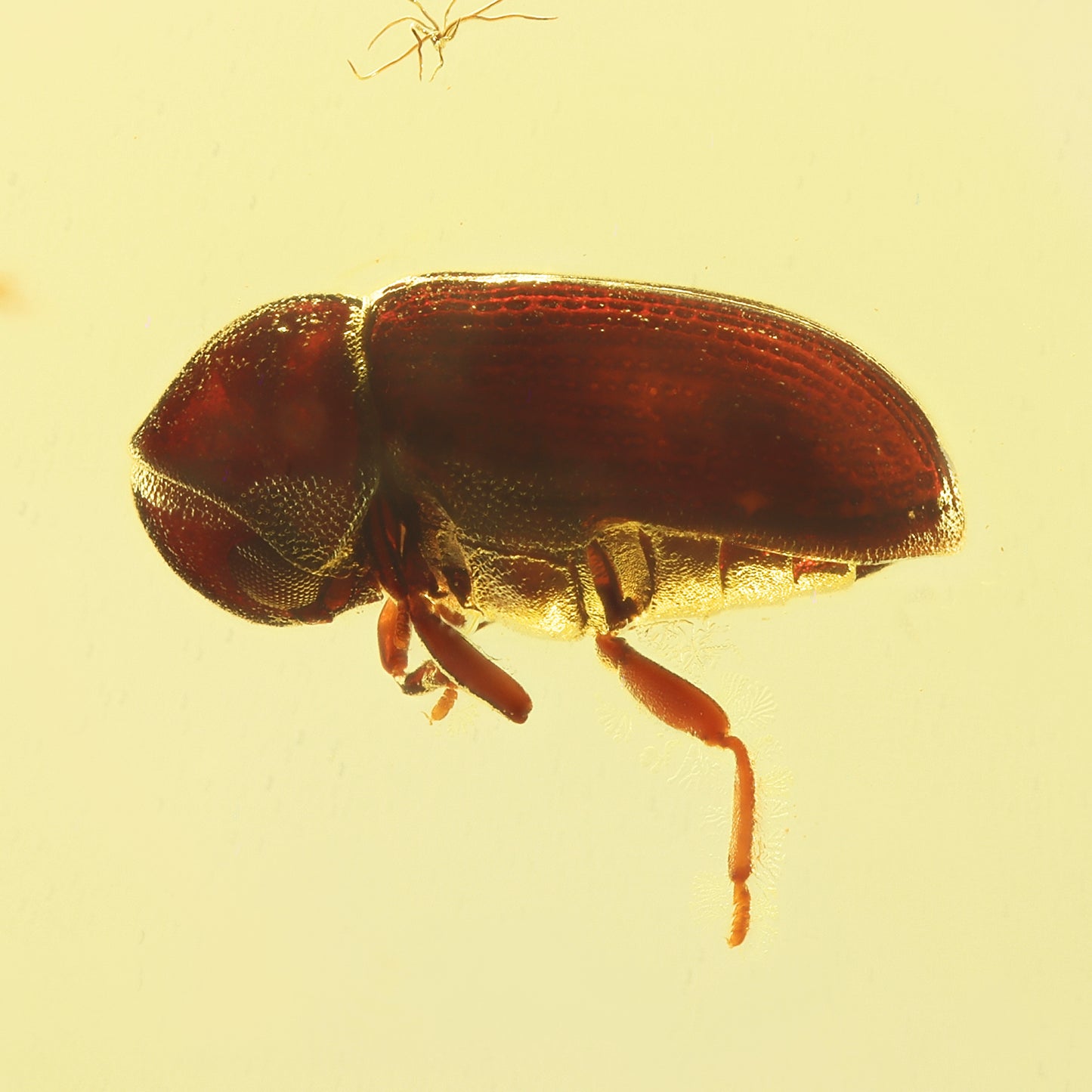 F1732 | Ambra con inclusione | Ptinidae indet.