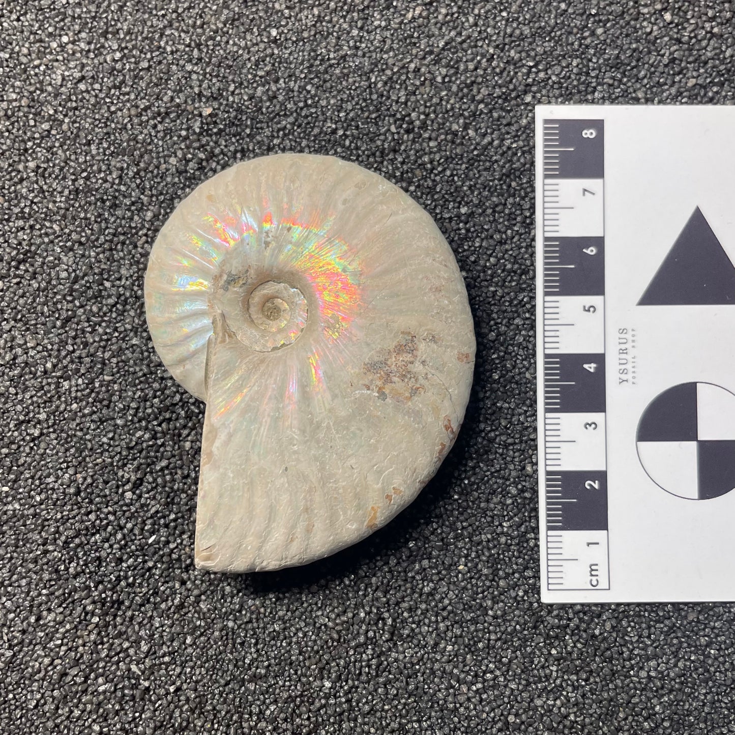 F2384 | Ammonite | Cleoniceras sp.