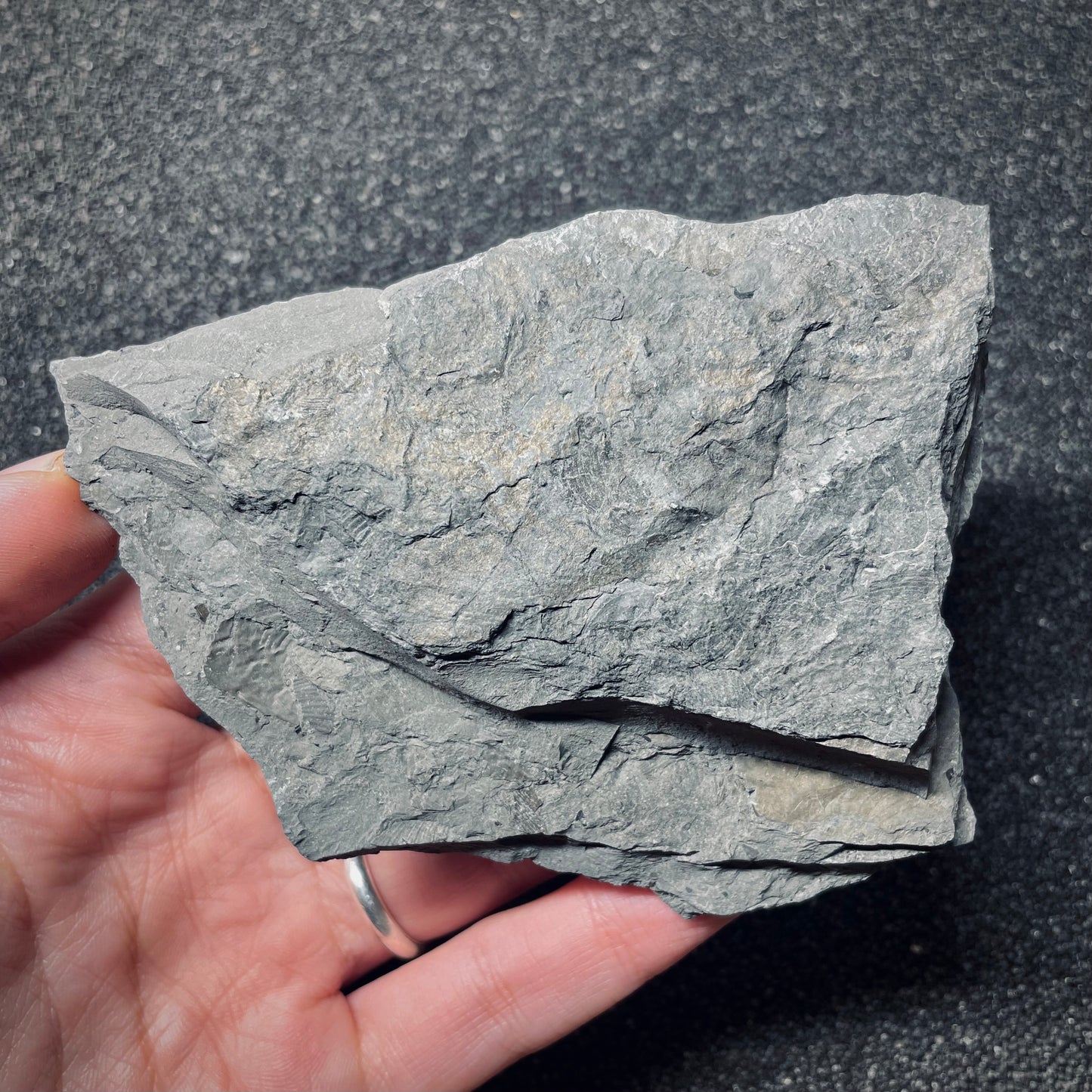 F1496 | Coccodrillo | Steneosaurus sp.