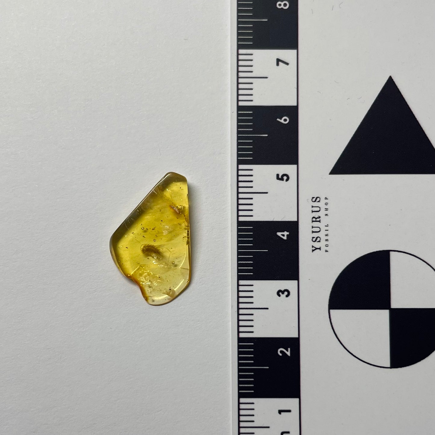 F1747 | Ambra con inclusione | Synxenidae indet.