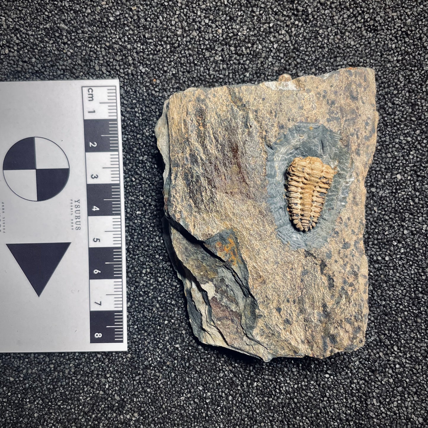 F1575 | Trilobite | Placoparia tournemini