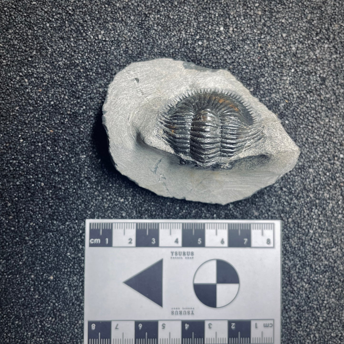 F1641 | Trilobite | Thysanopeltis speciosa