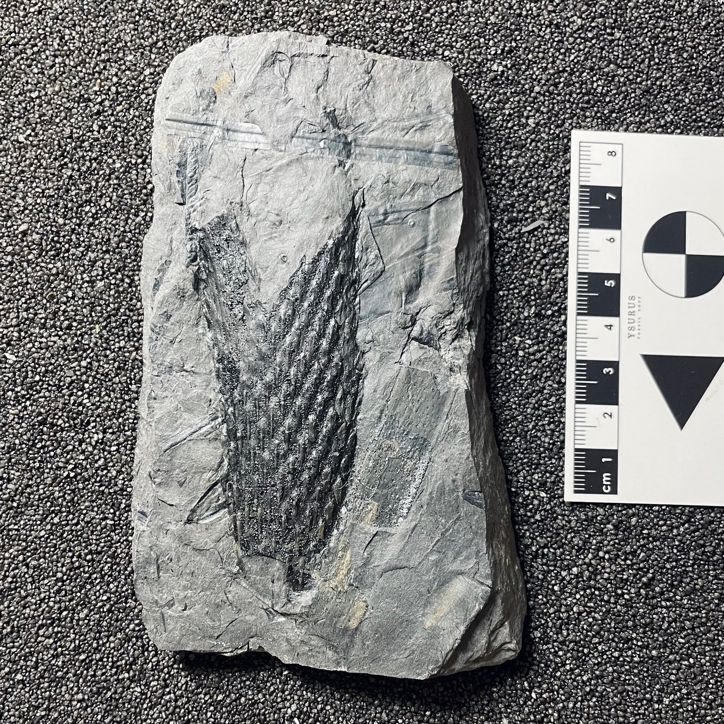 F2490 | Pianta | Lepidodendrales indet.