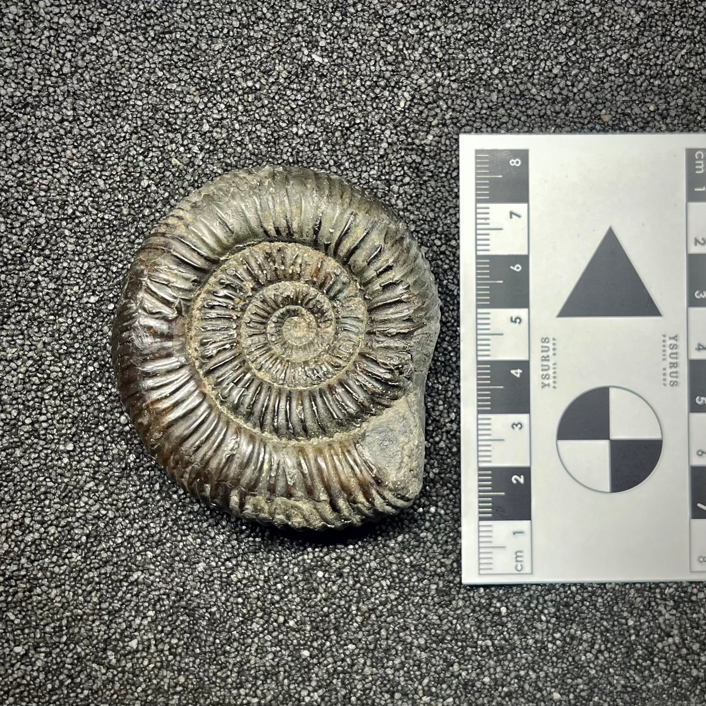 F2822 | Ammonite | Dactylioceratidae indet.
