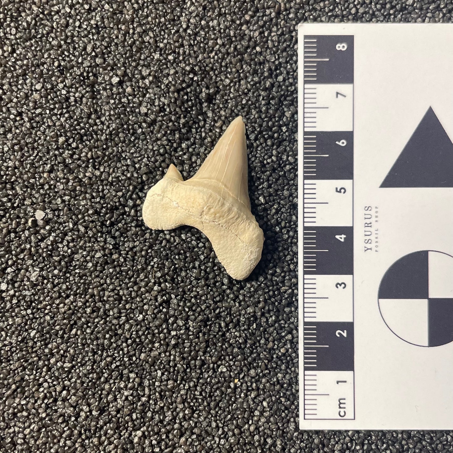 F2215 | Squalo | Otodus obliquus