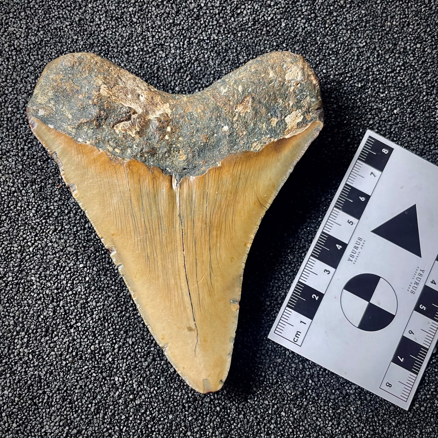 F1998 | Squalo | Otodus megalodon