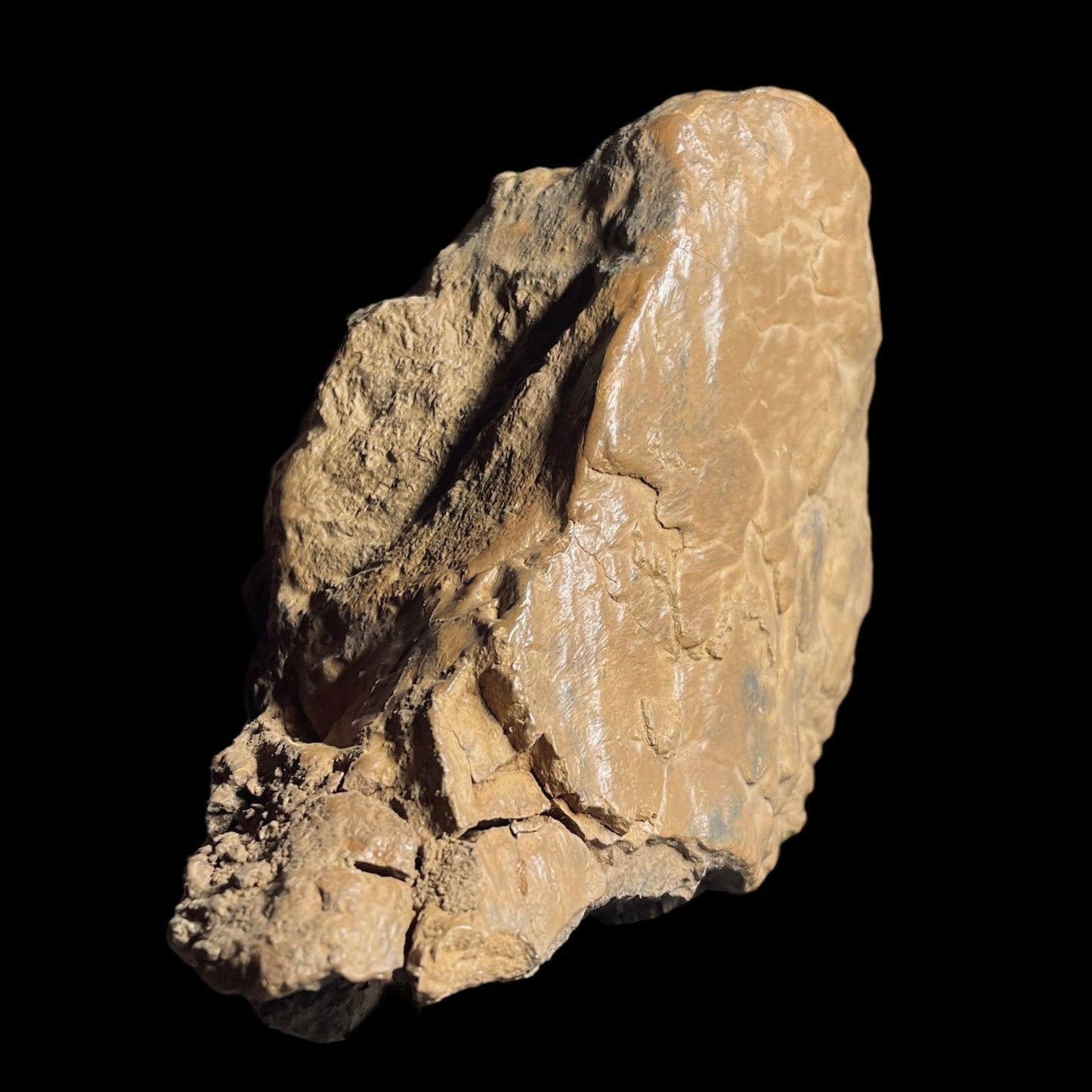 F2025 | Dinosauro | Edmontosaurus sp.