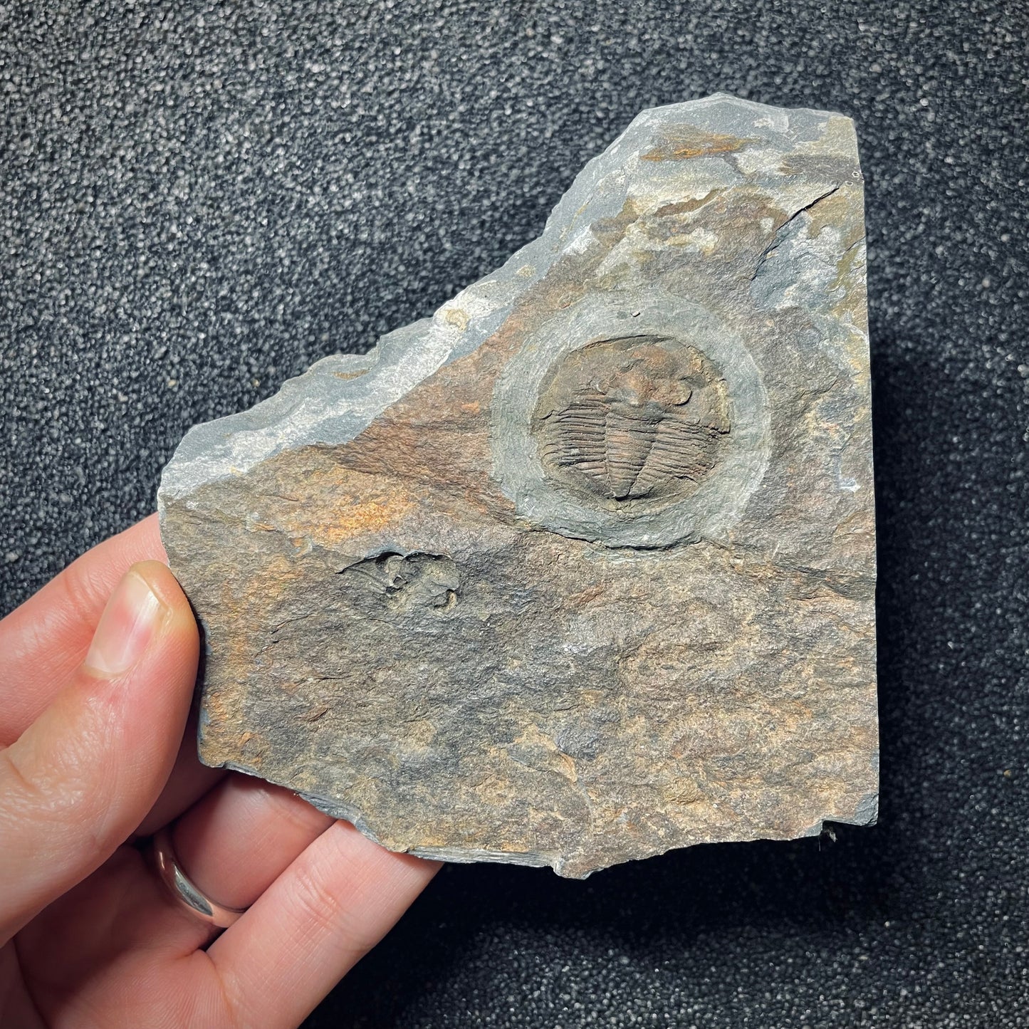 F1567 | Trilobite | Isabelinia glabrata